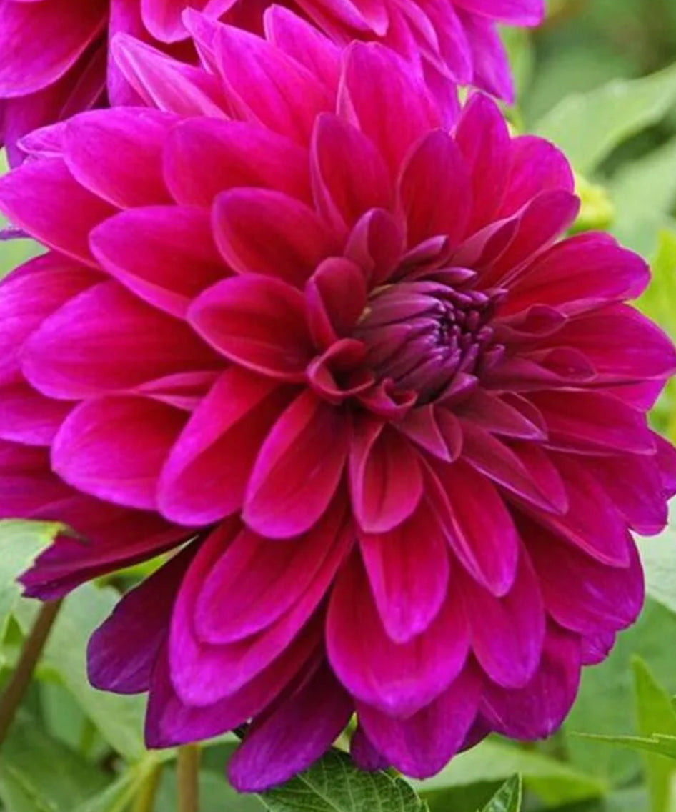 Le Baron Dahlia