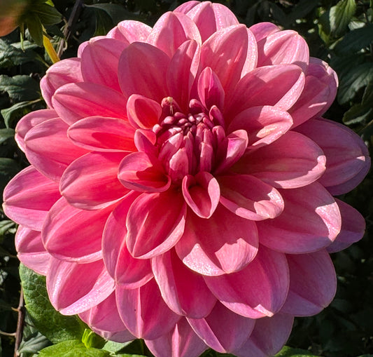 Southern Belle Dahlia