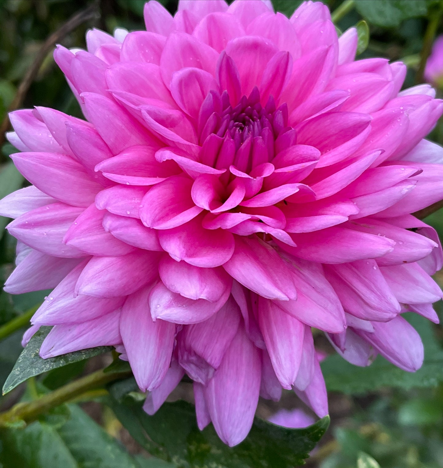 Rosella Dahlia