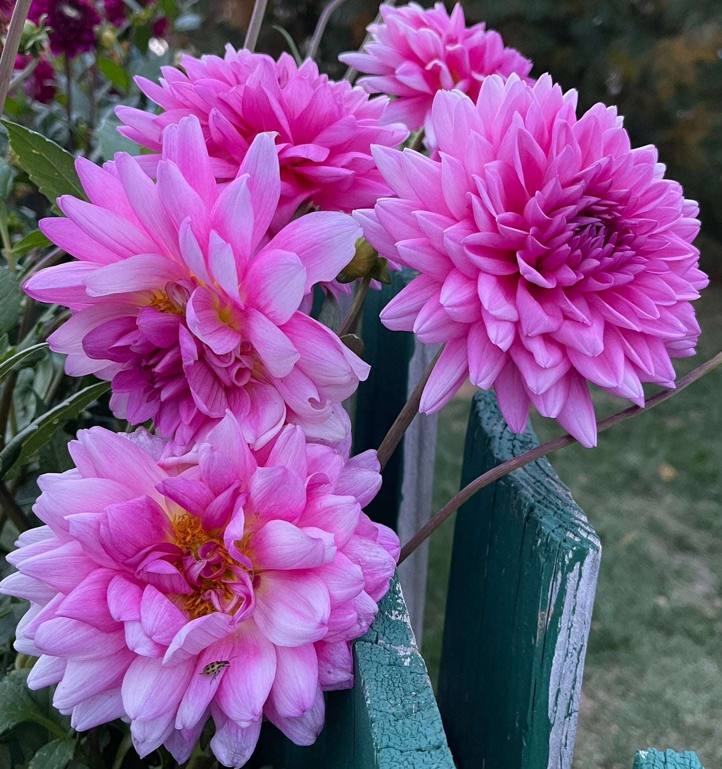 Rosella Dahlia