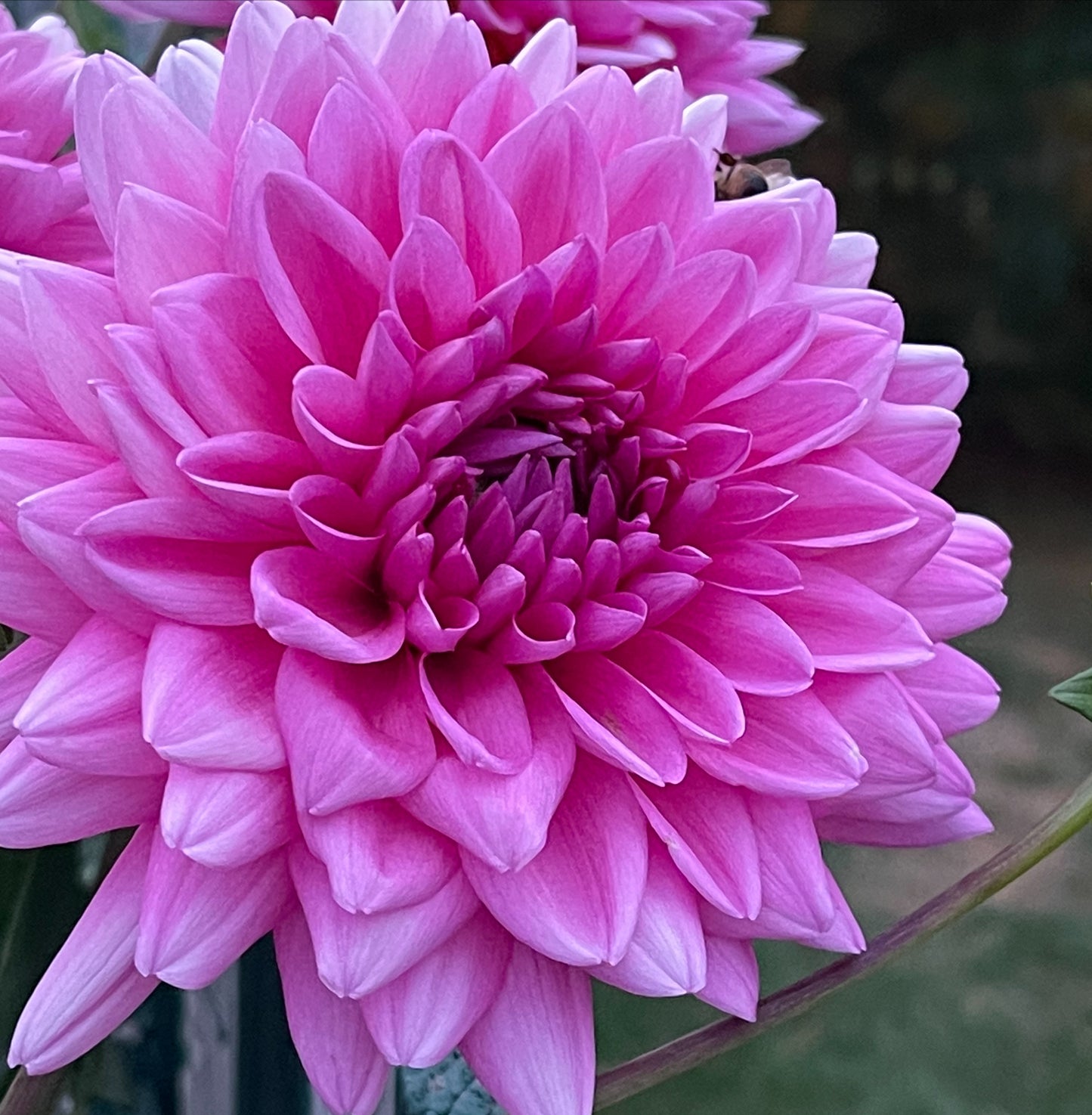 Rosella Dahlia