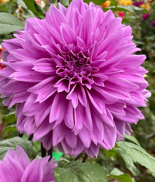 Lilac Time Dahlia