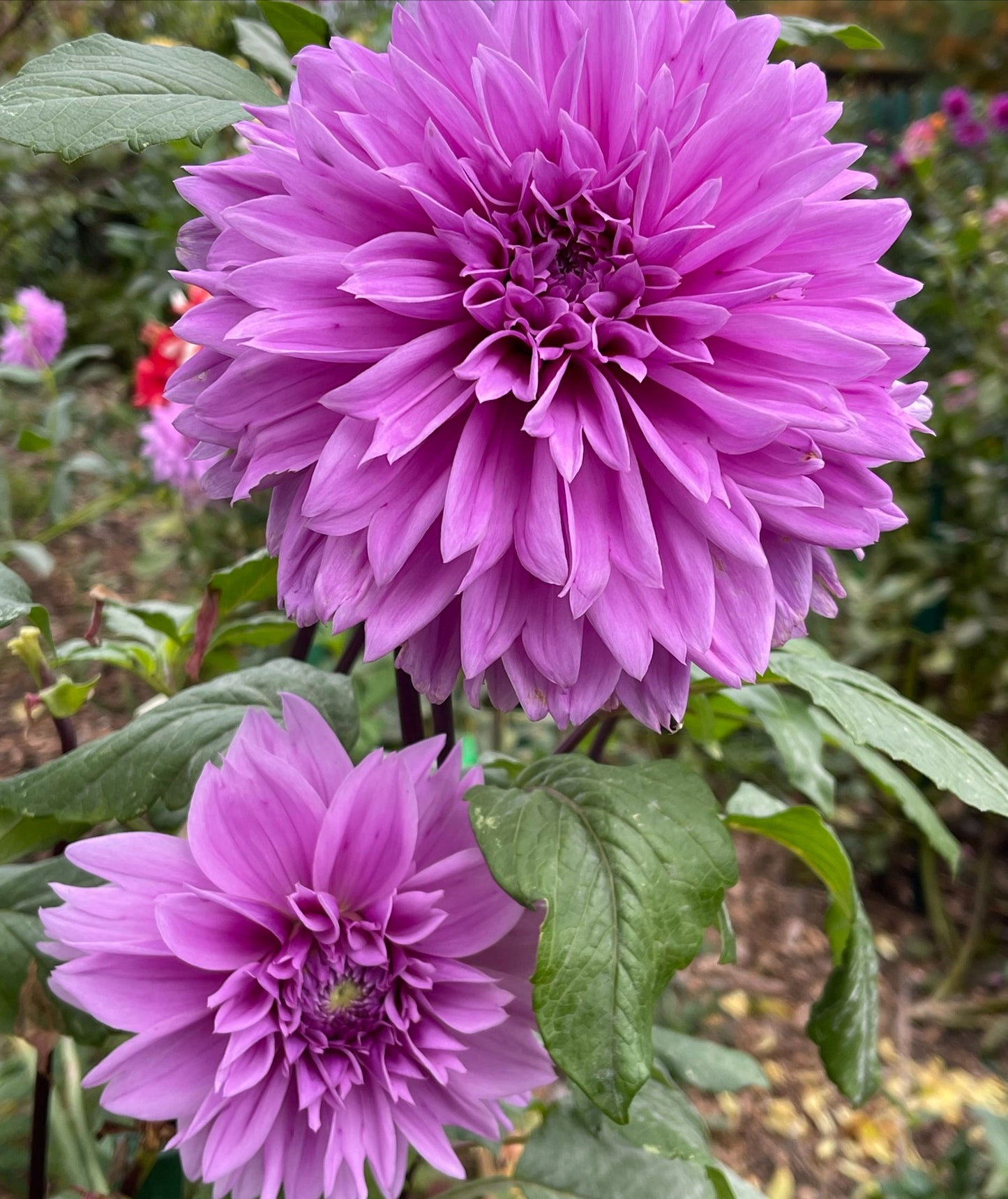 Lilac Time Dahlia