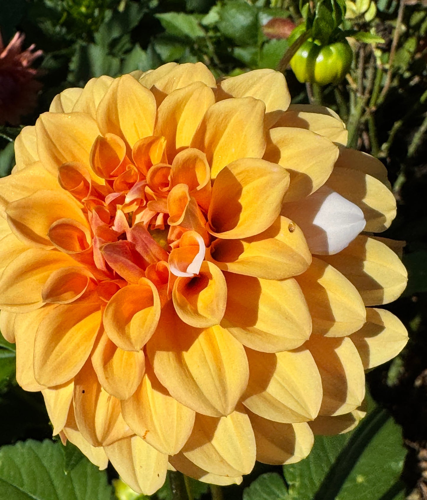 Ij Nala Dahlia