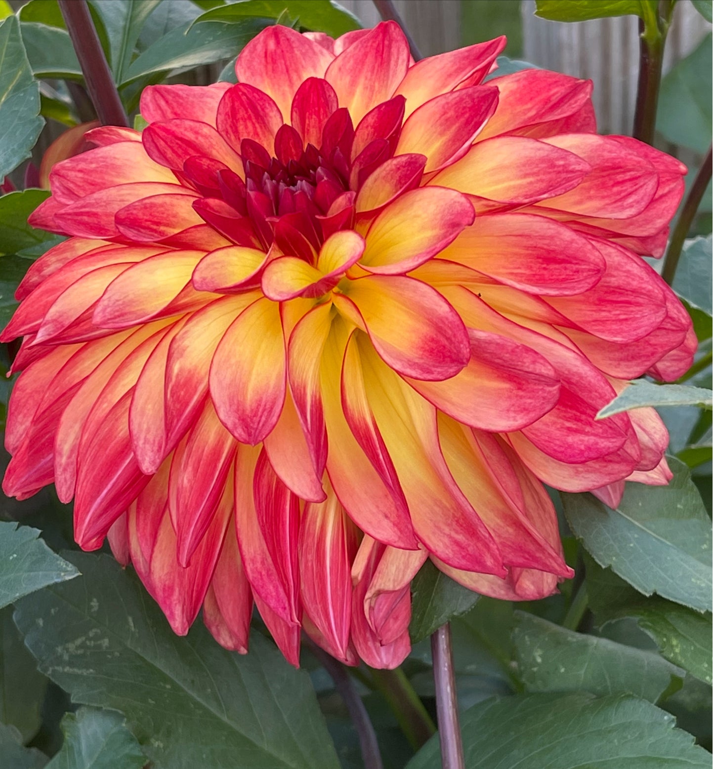 Mai Tai Dahlia