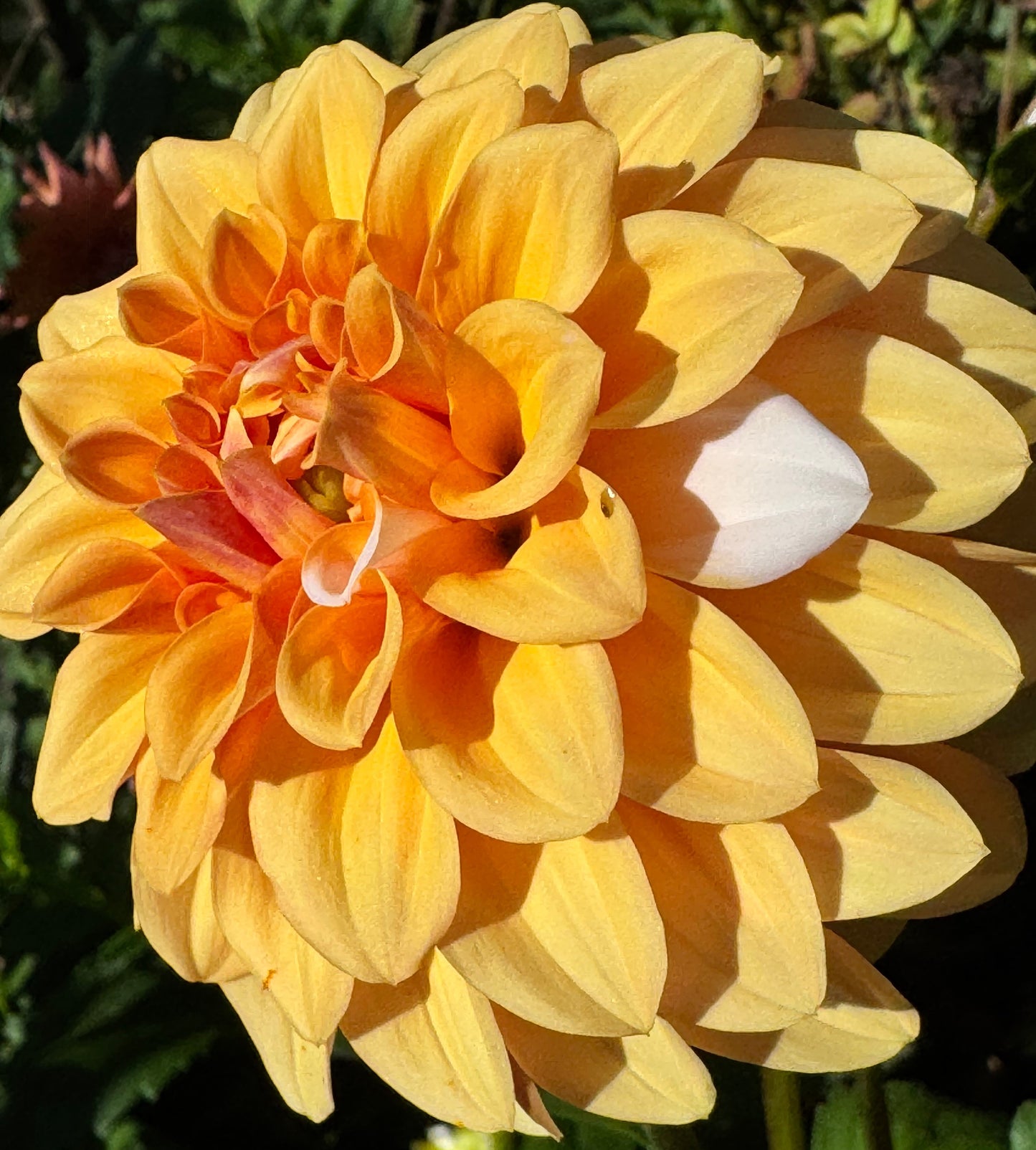 Ij Nala Dahlia