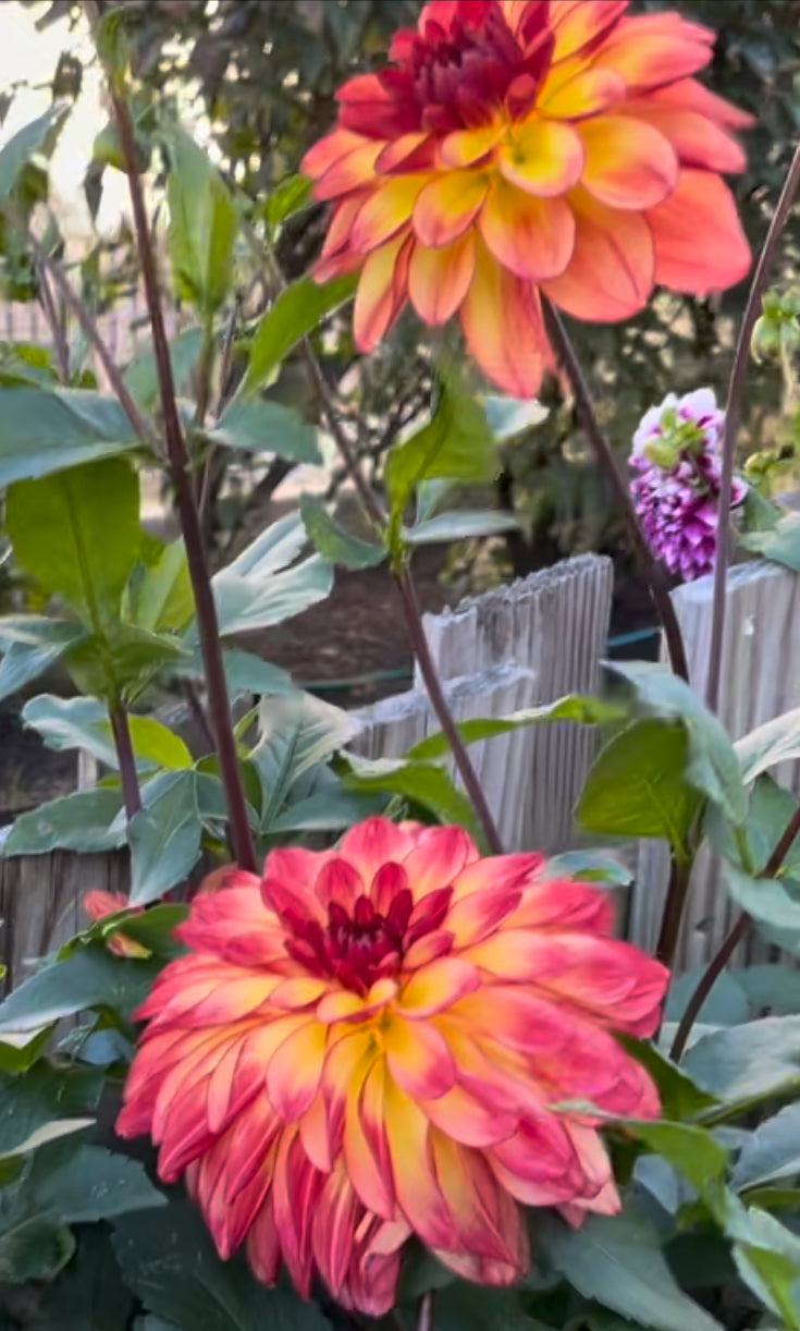 Mai Tai Dahlia