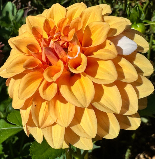 Ij Nala Dahlia