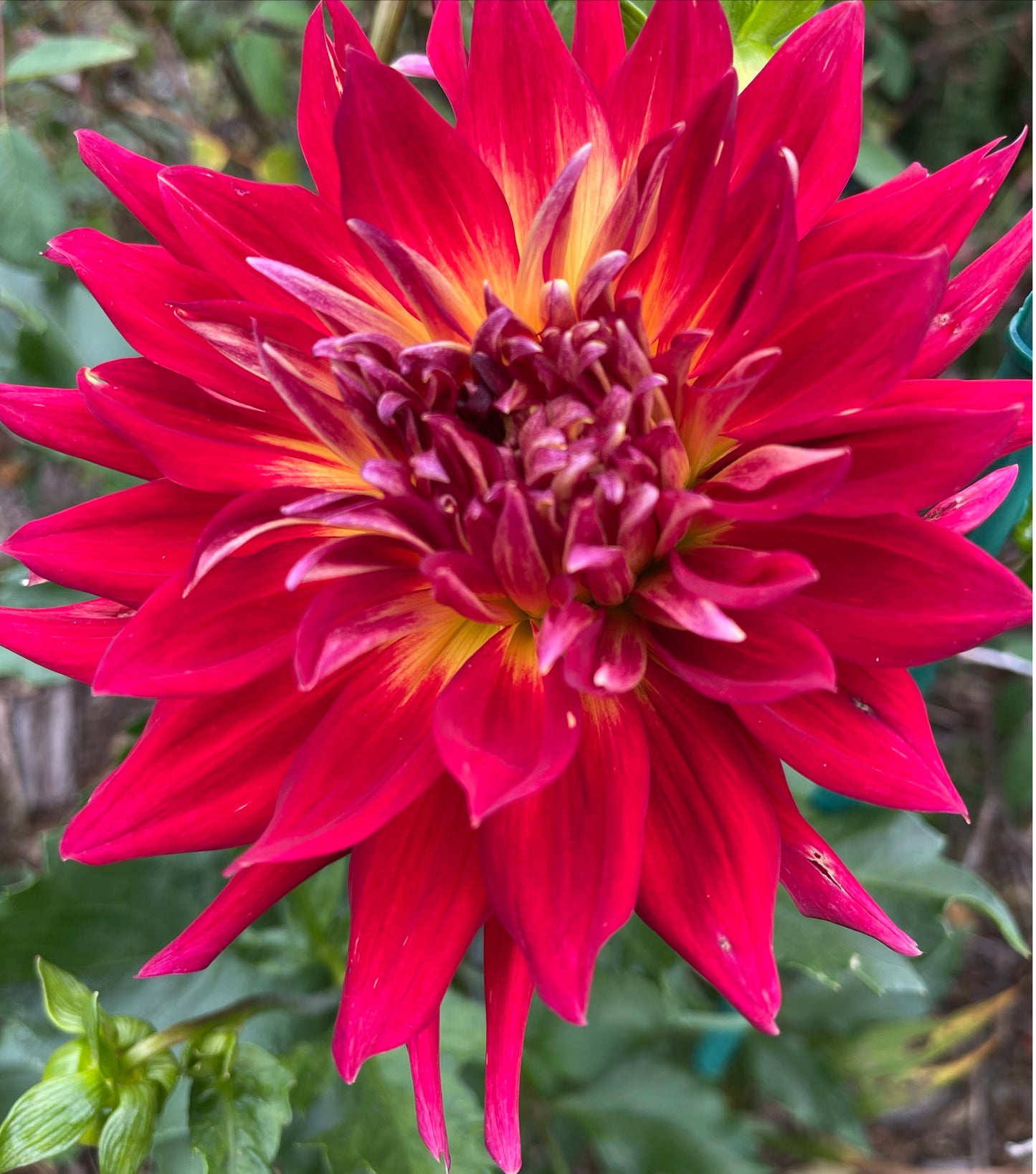 Manhattan Island  Dahlia