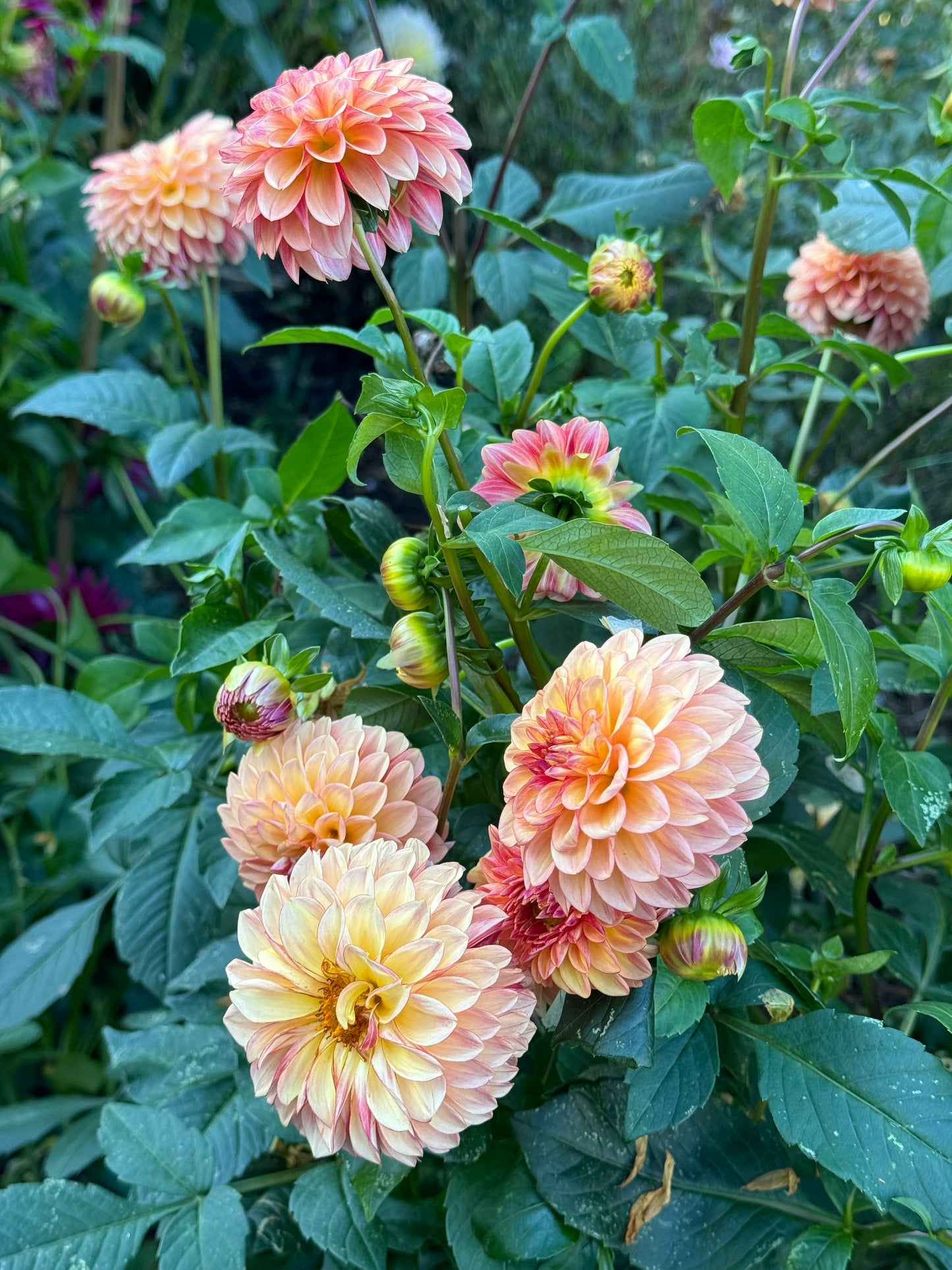 Ij Fireball Dahlia