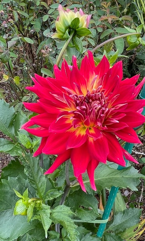 Manhattan Island  Dahlia