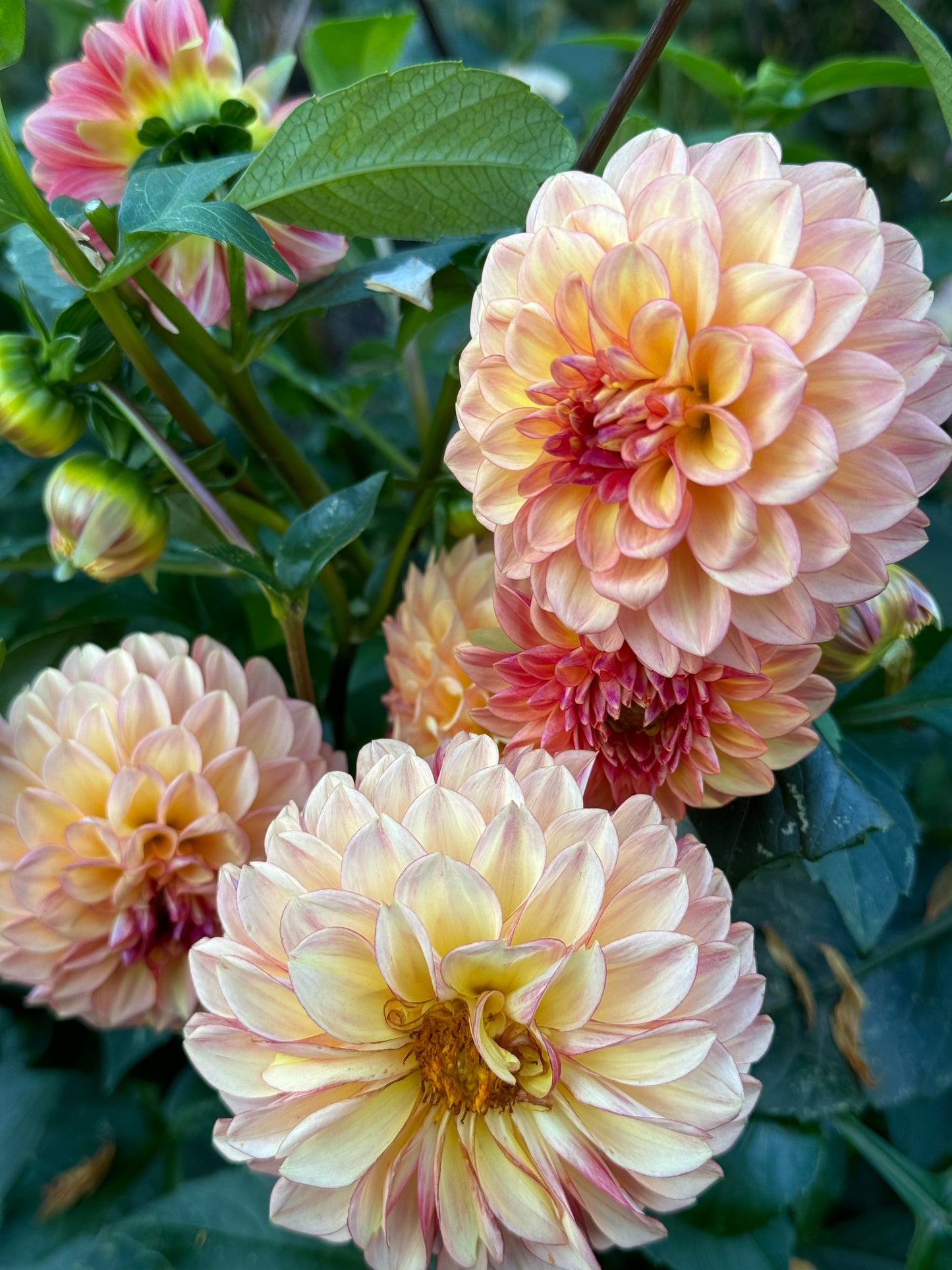 Ij Fireball Dahlia