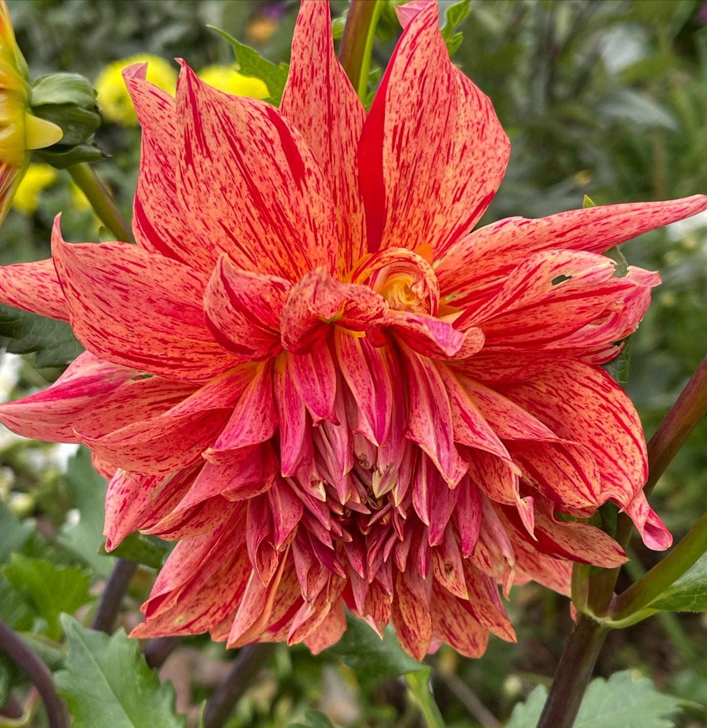 Maniac Dahlia