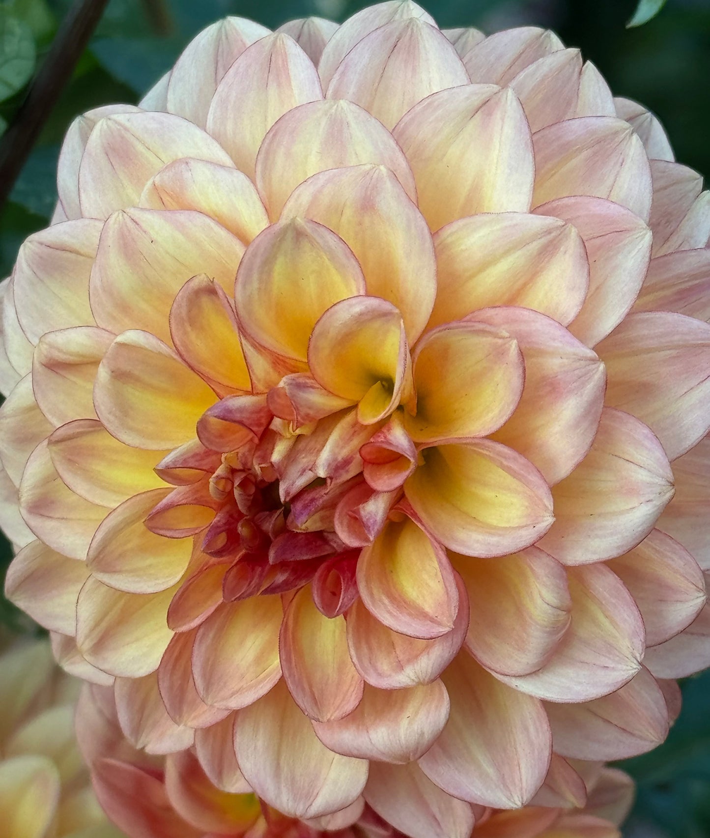 Ij Fireball Dahlia