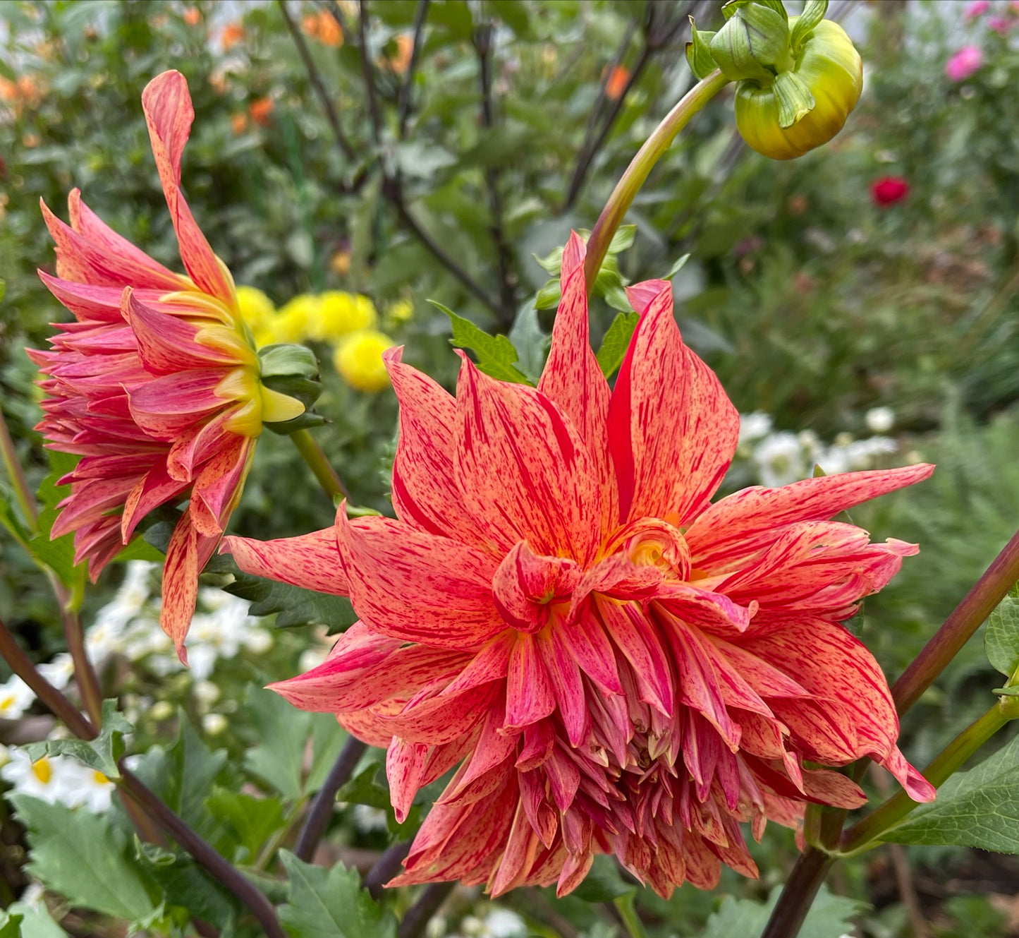 Maniac Dahlia