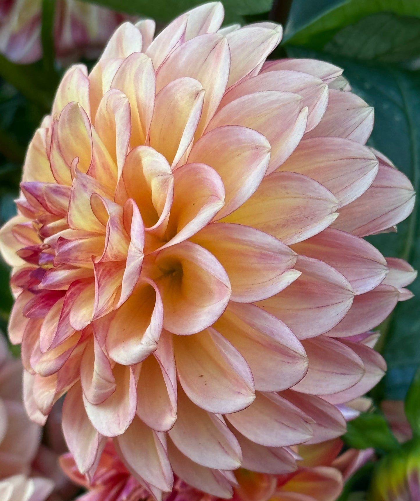 Ij Fireball Dahlia