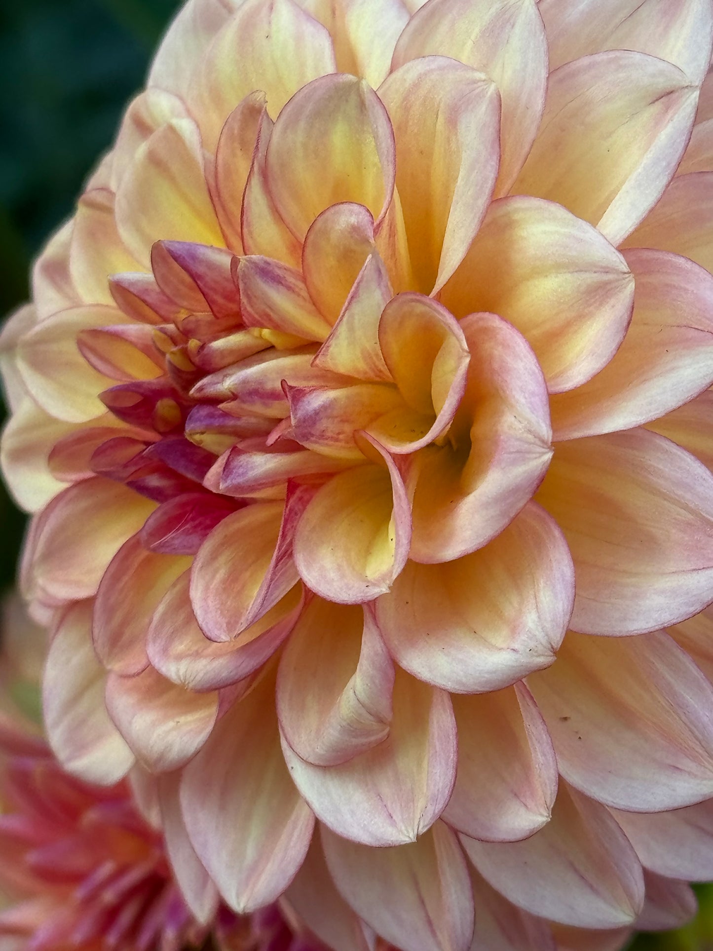 Ij Fireball Dahlia