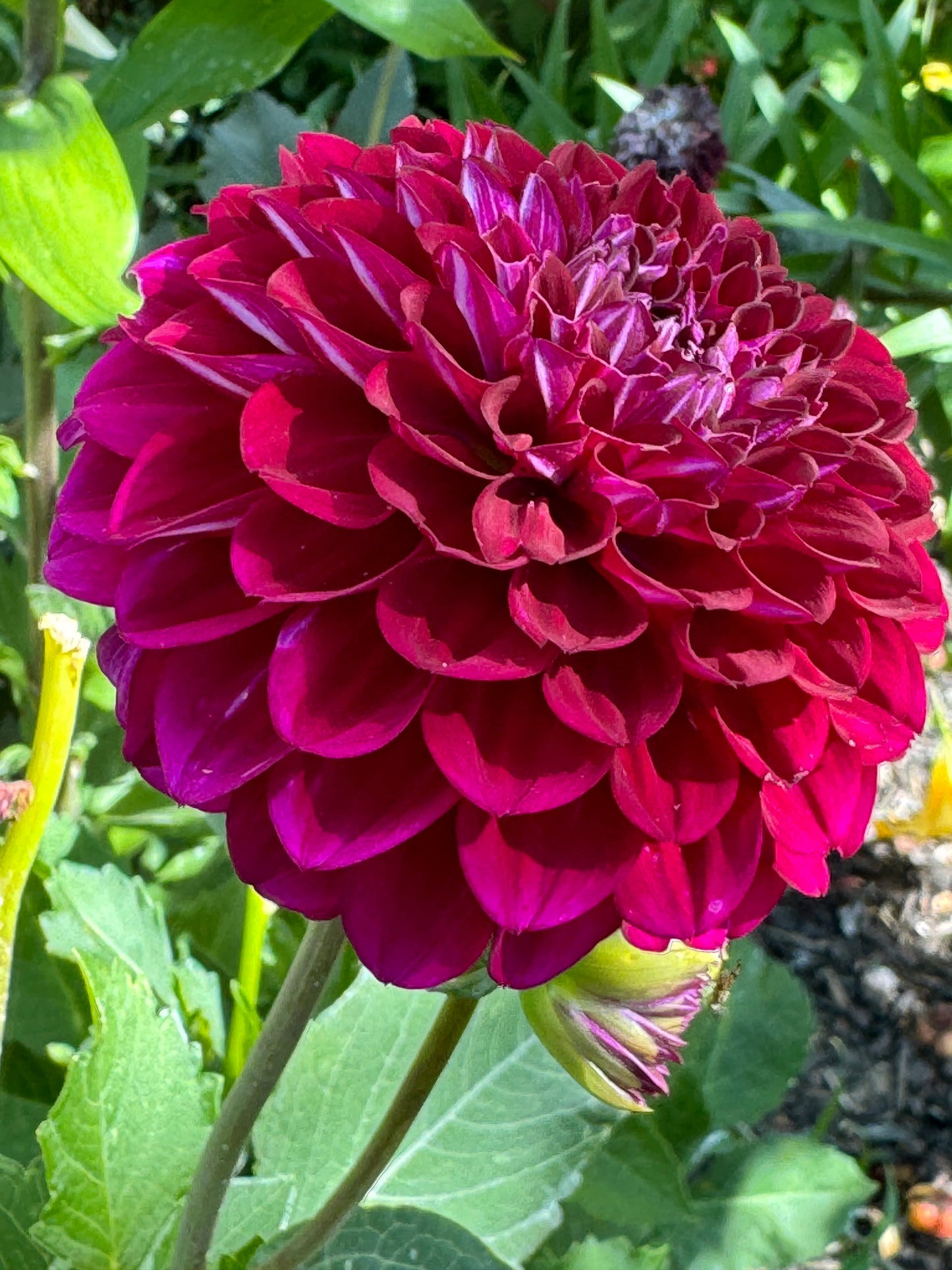 Lupin Chris Dahlia