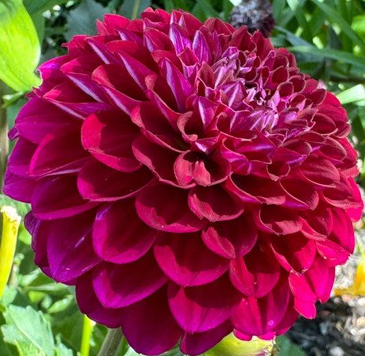 Hollyhill Regal Dahlia