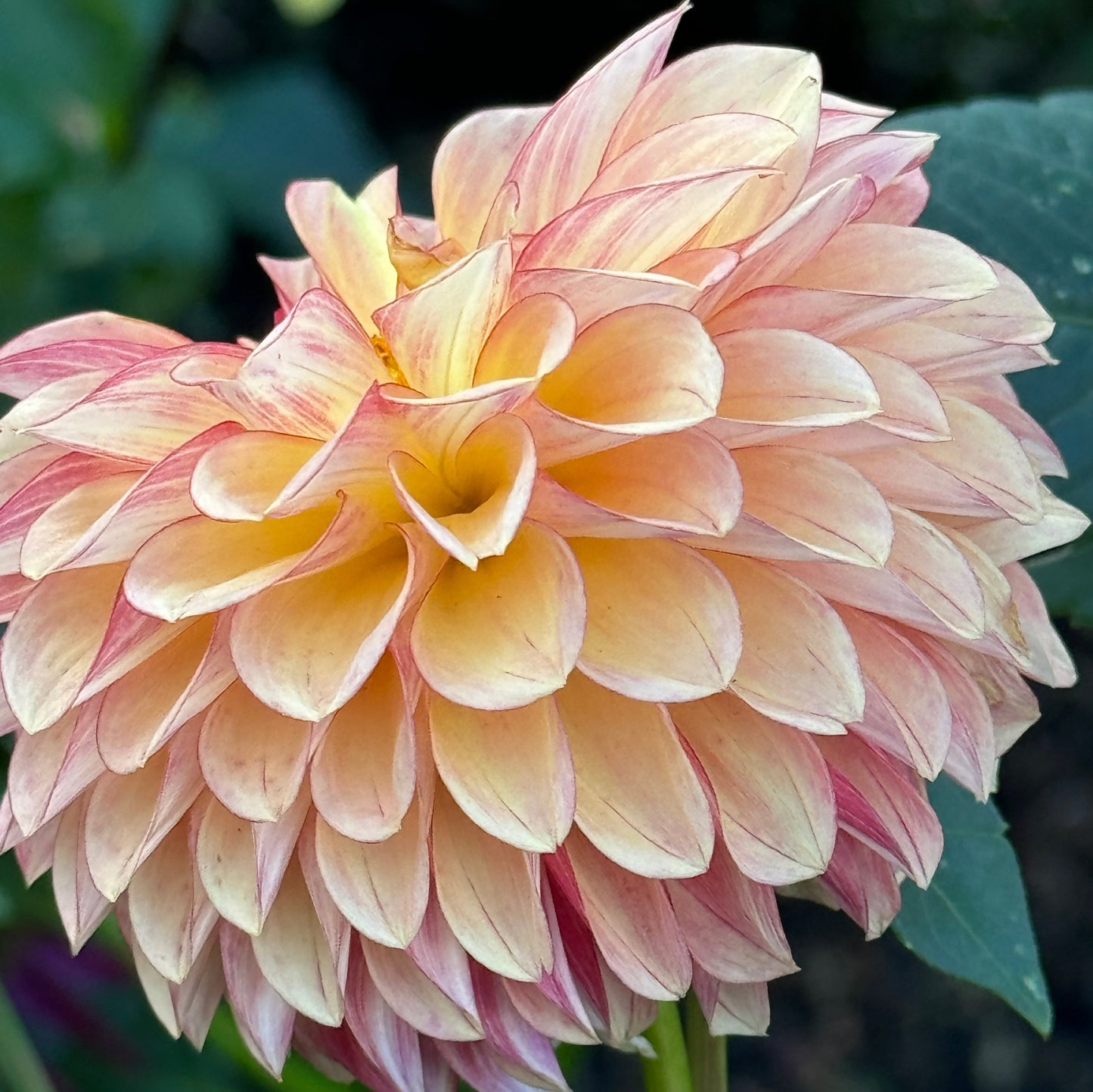 Ij Fireball Dahlia