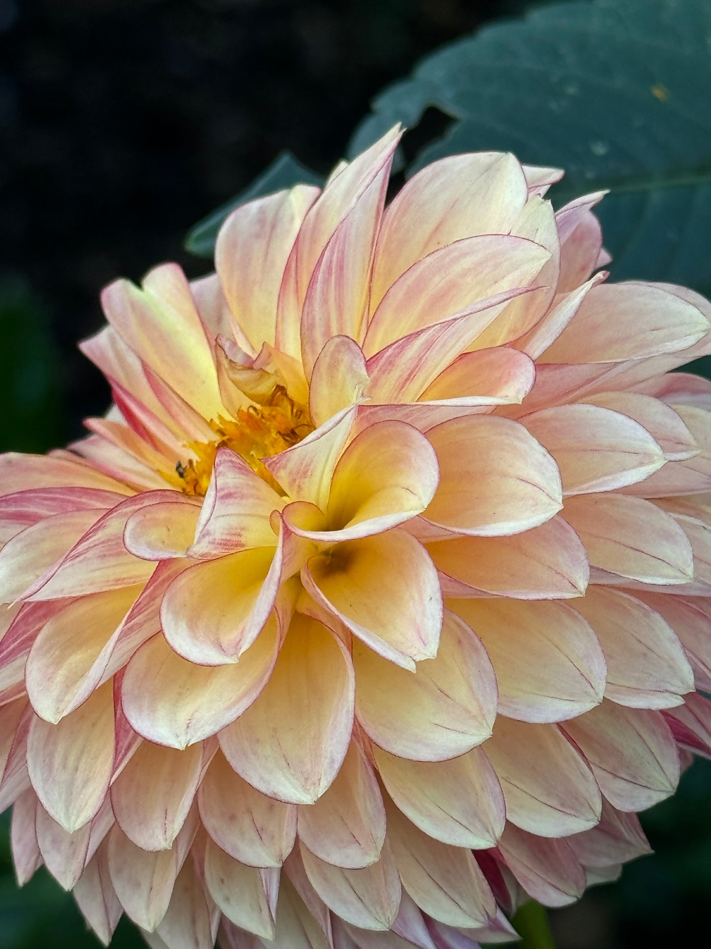 Ij Fireball Dahlia