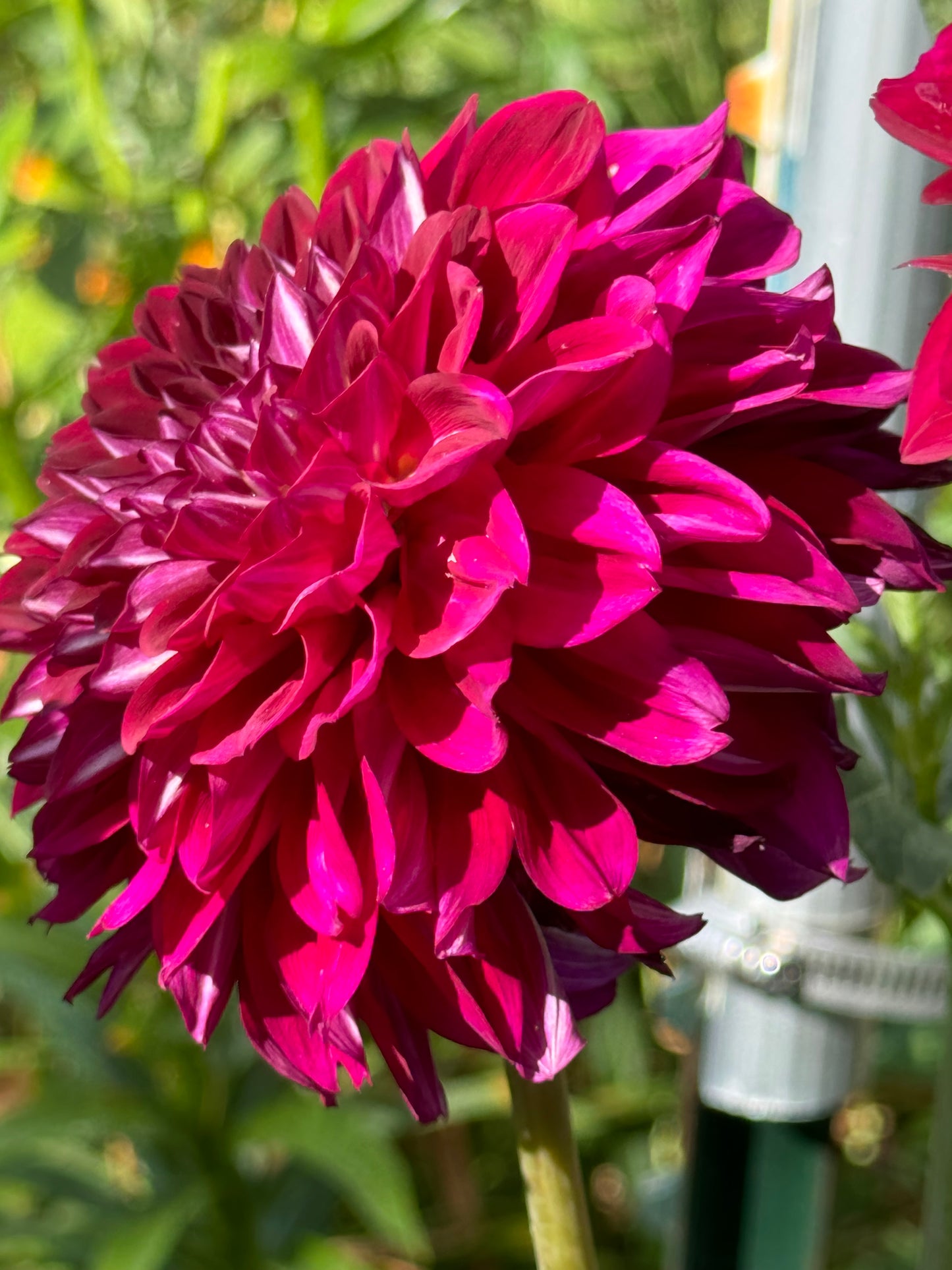 Lupin Chris Dahlia