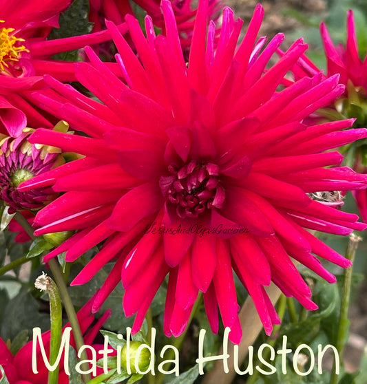 Matilda Huston Dahlia