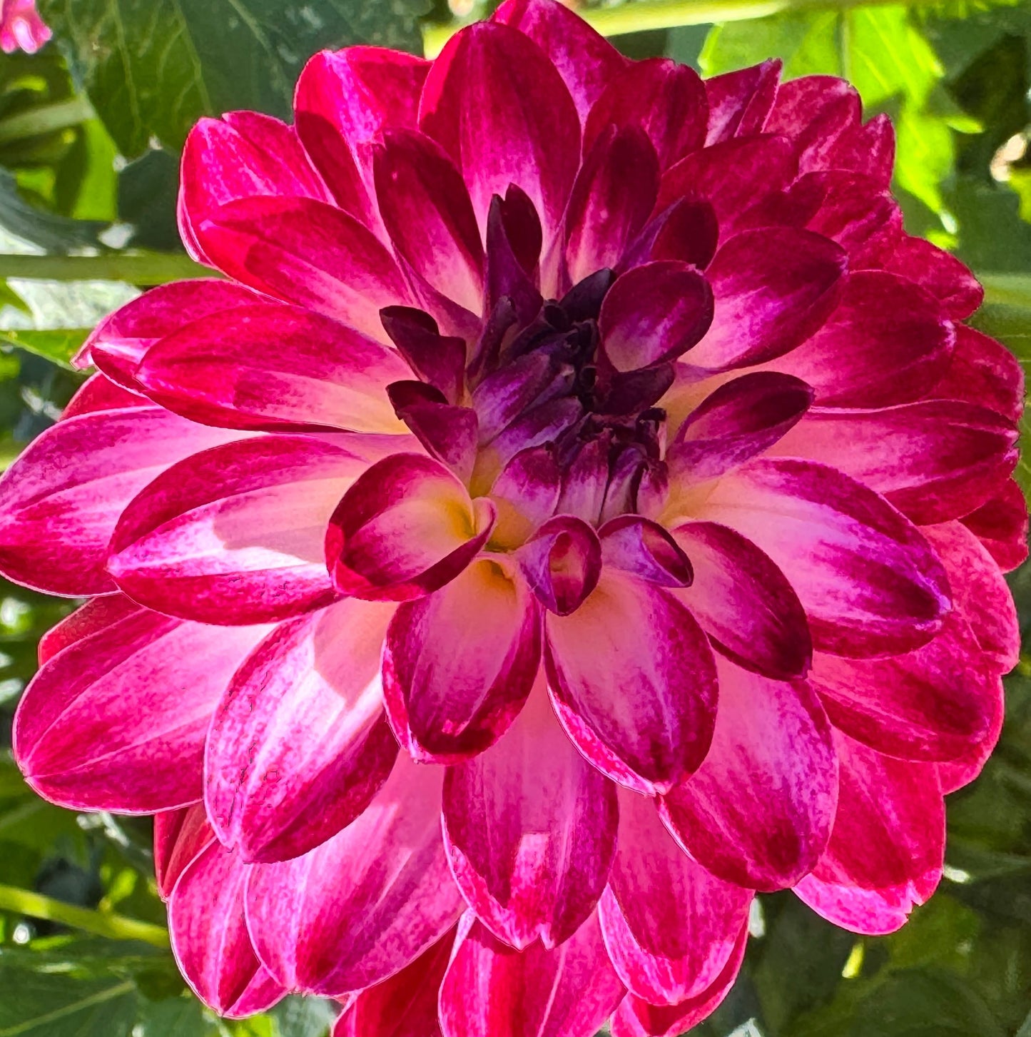 Dreamy Days Dahlia