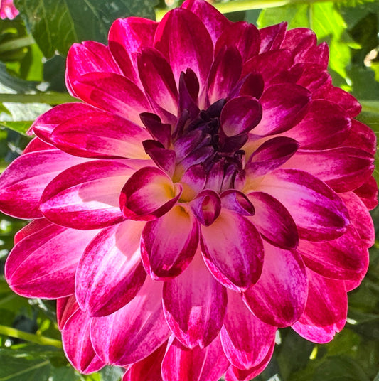 Dreamy Days Dahlia
