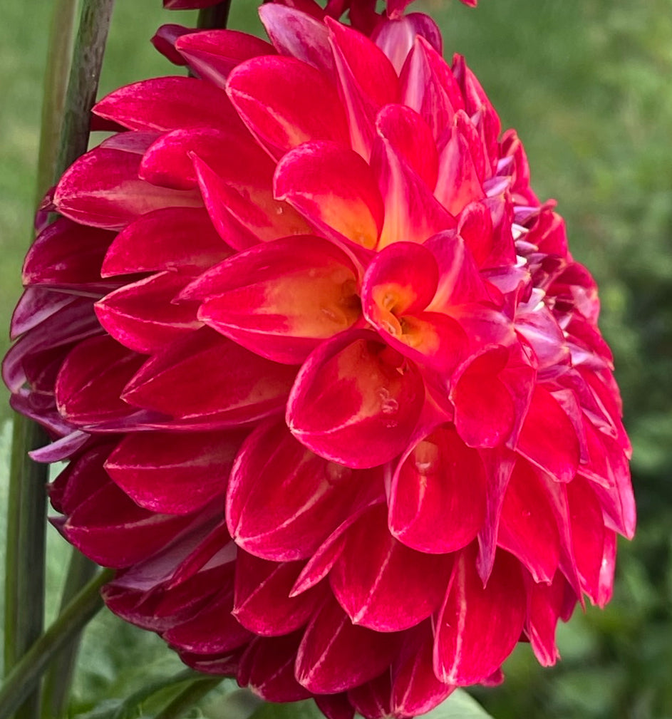 Matty Boo Dahlia