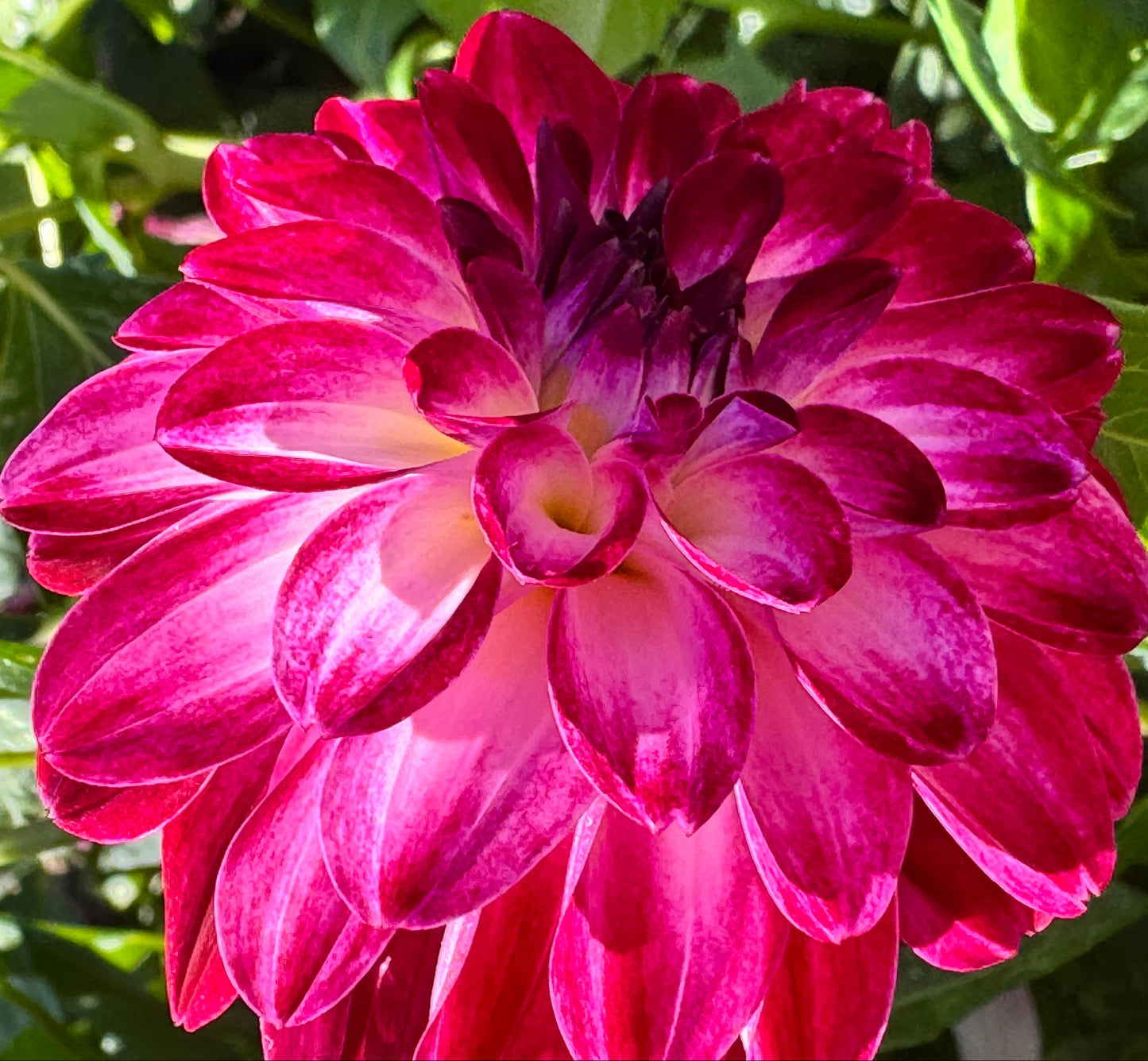 Dreamy Days Dahlia