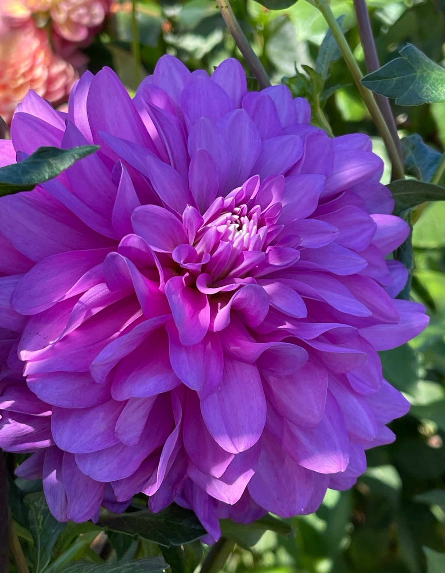 Mediterannee  Dahlia