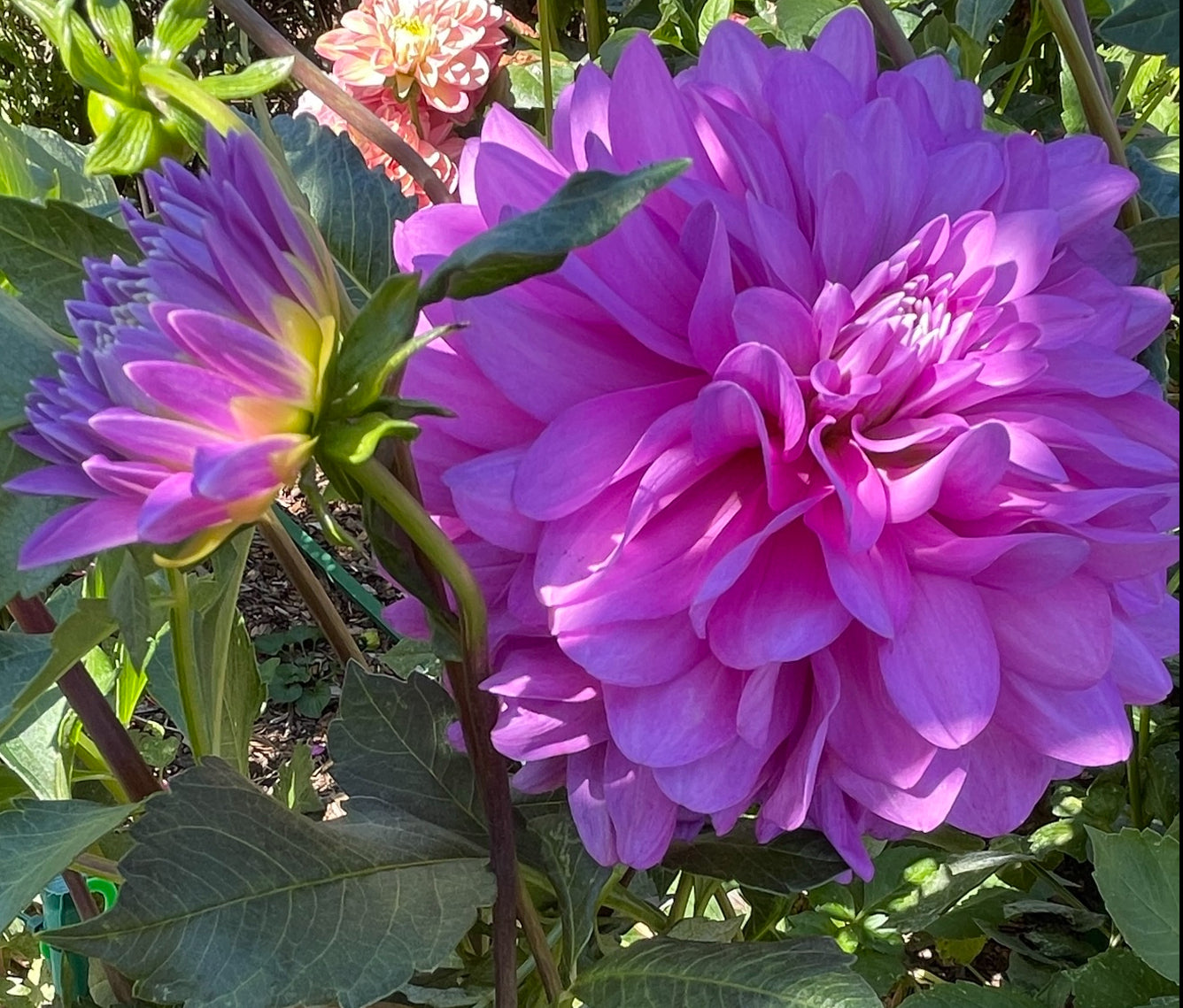 Mediterannee  Dahlia