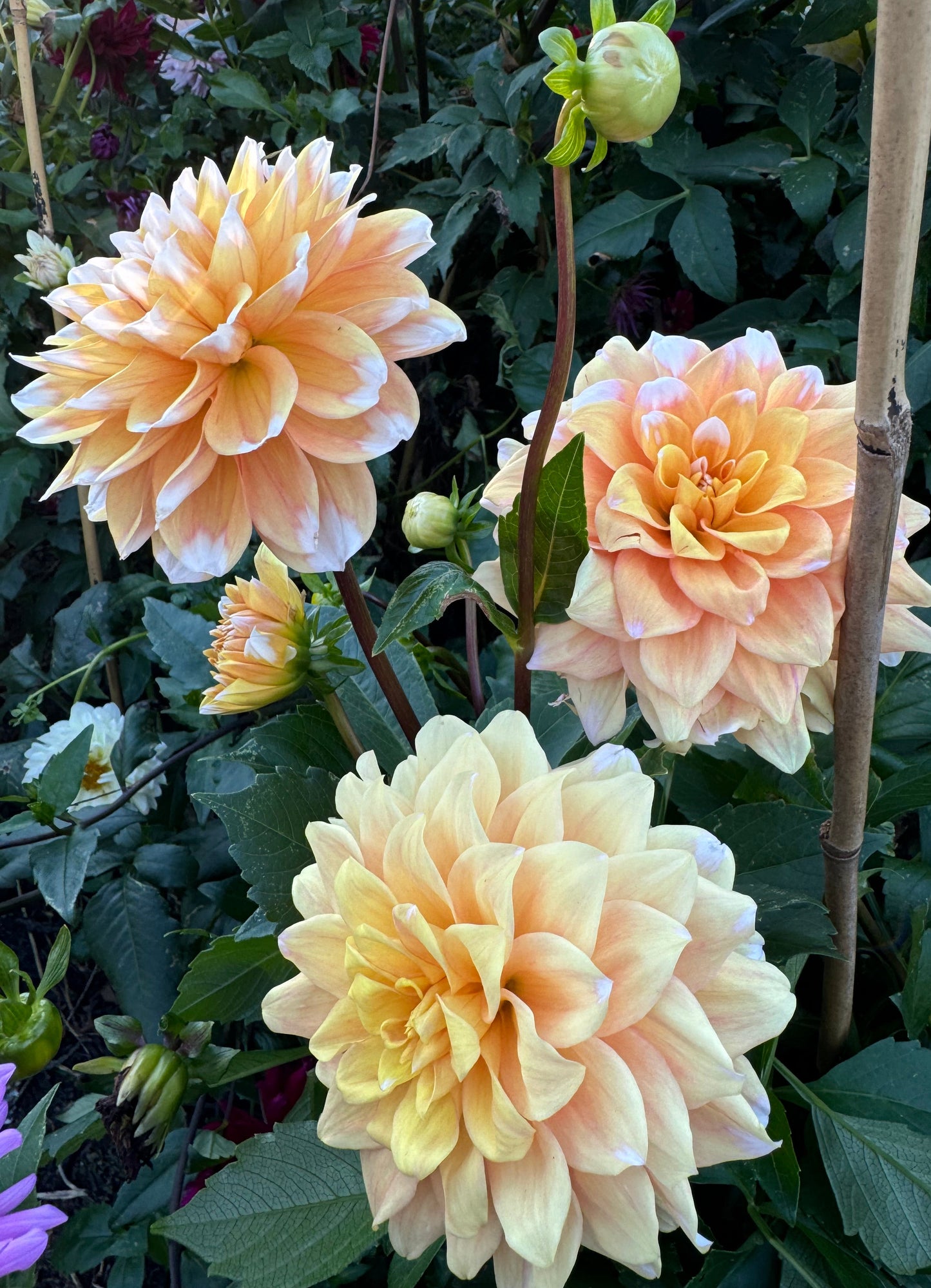 Grand Prix Dahlia