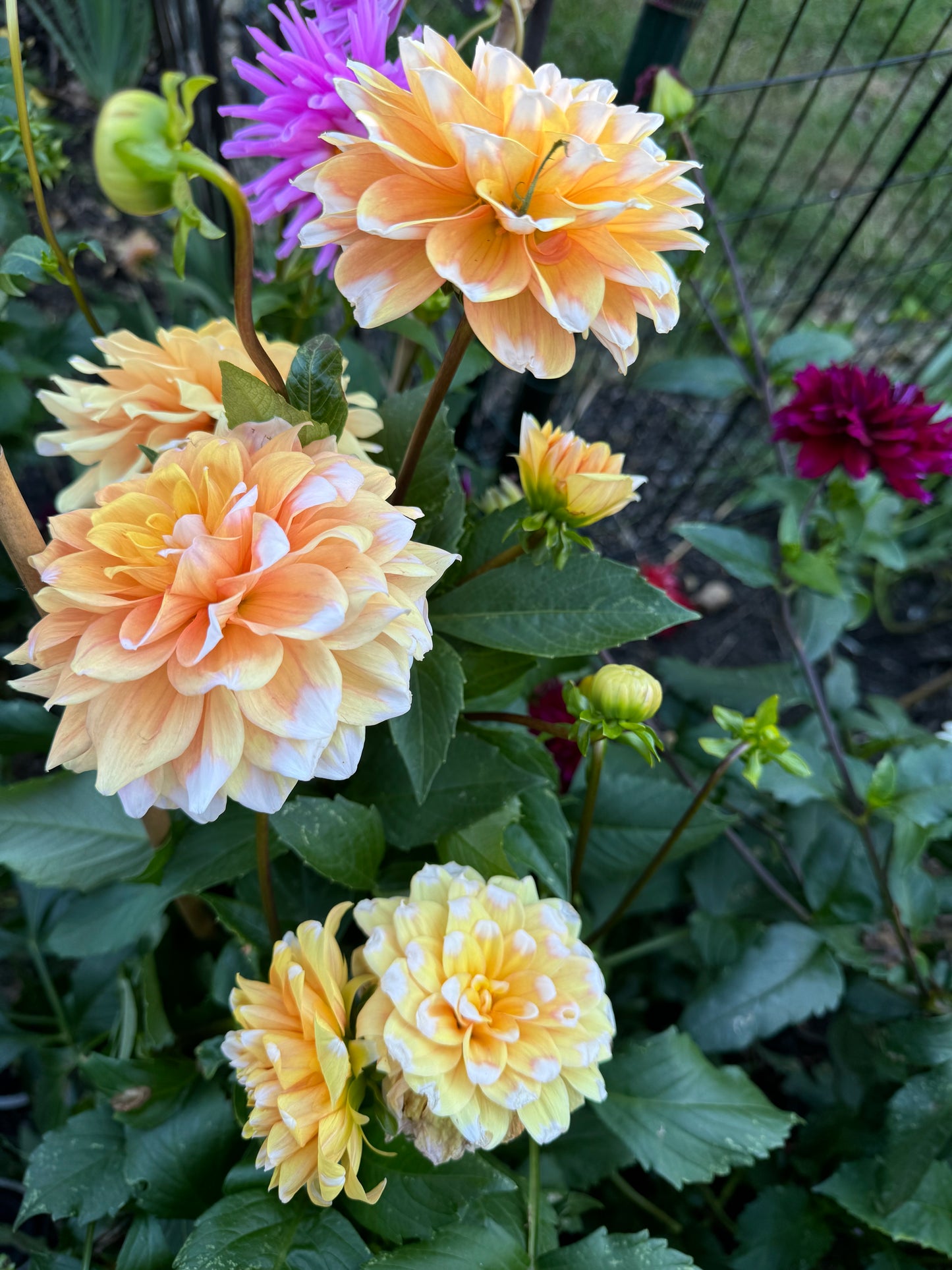 Grand Prix Dahlia