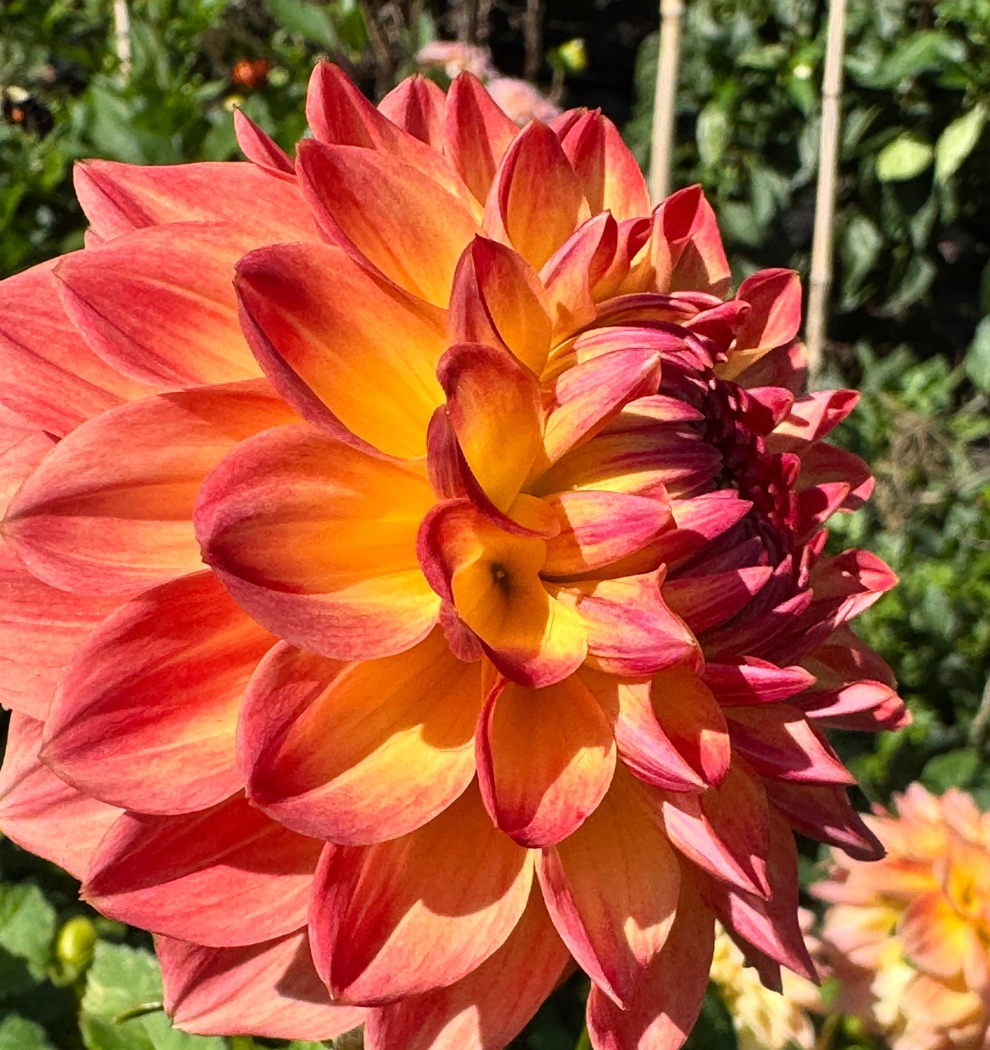 Hapet Peachy Dahlia