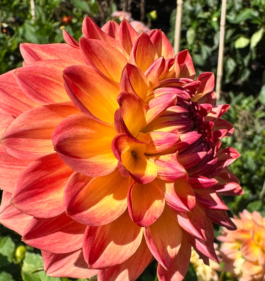 Hapet Peachy Dahlia
