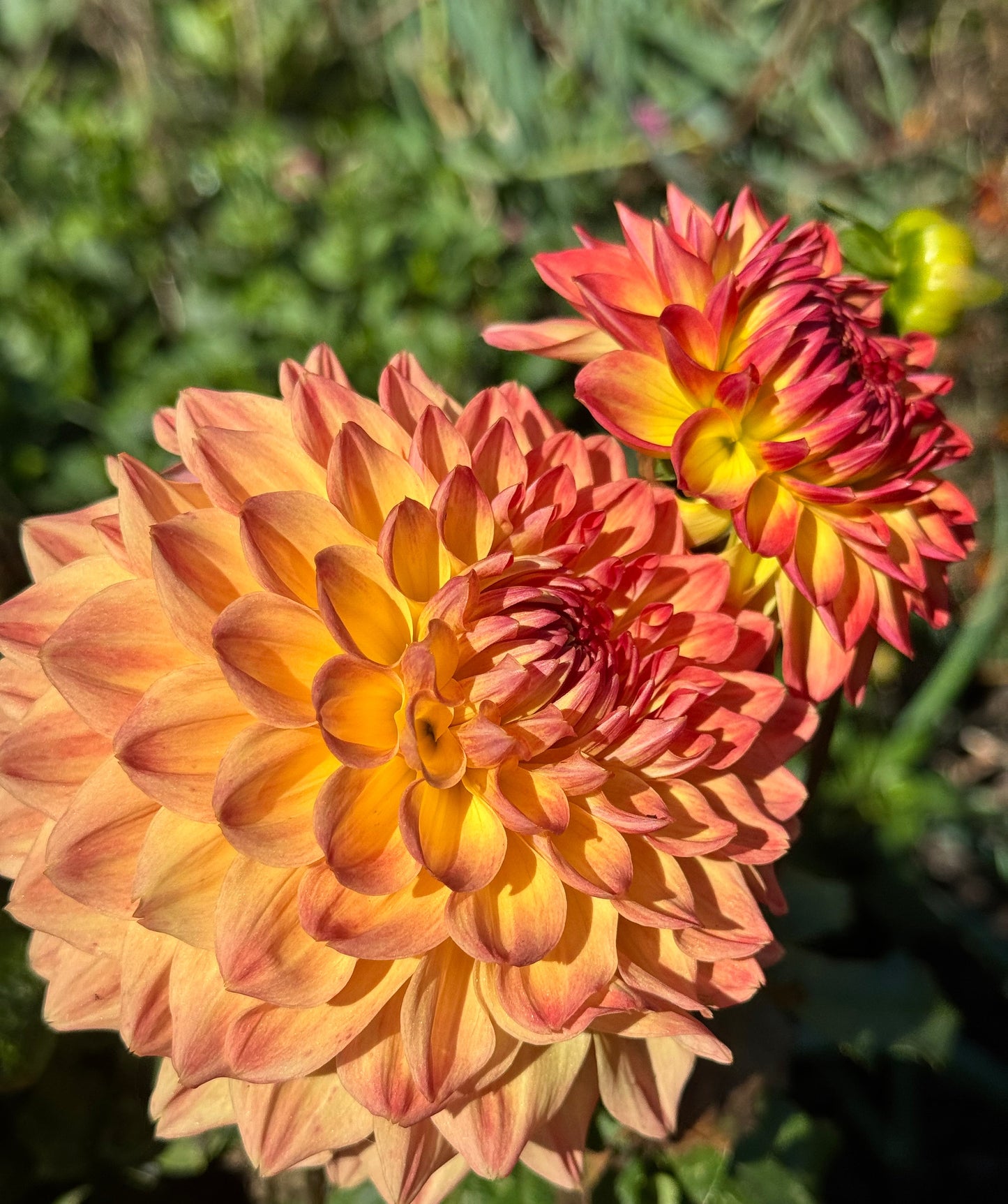Hapet Peachy Dahlia