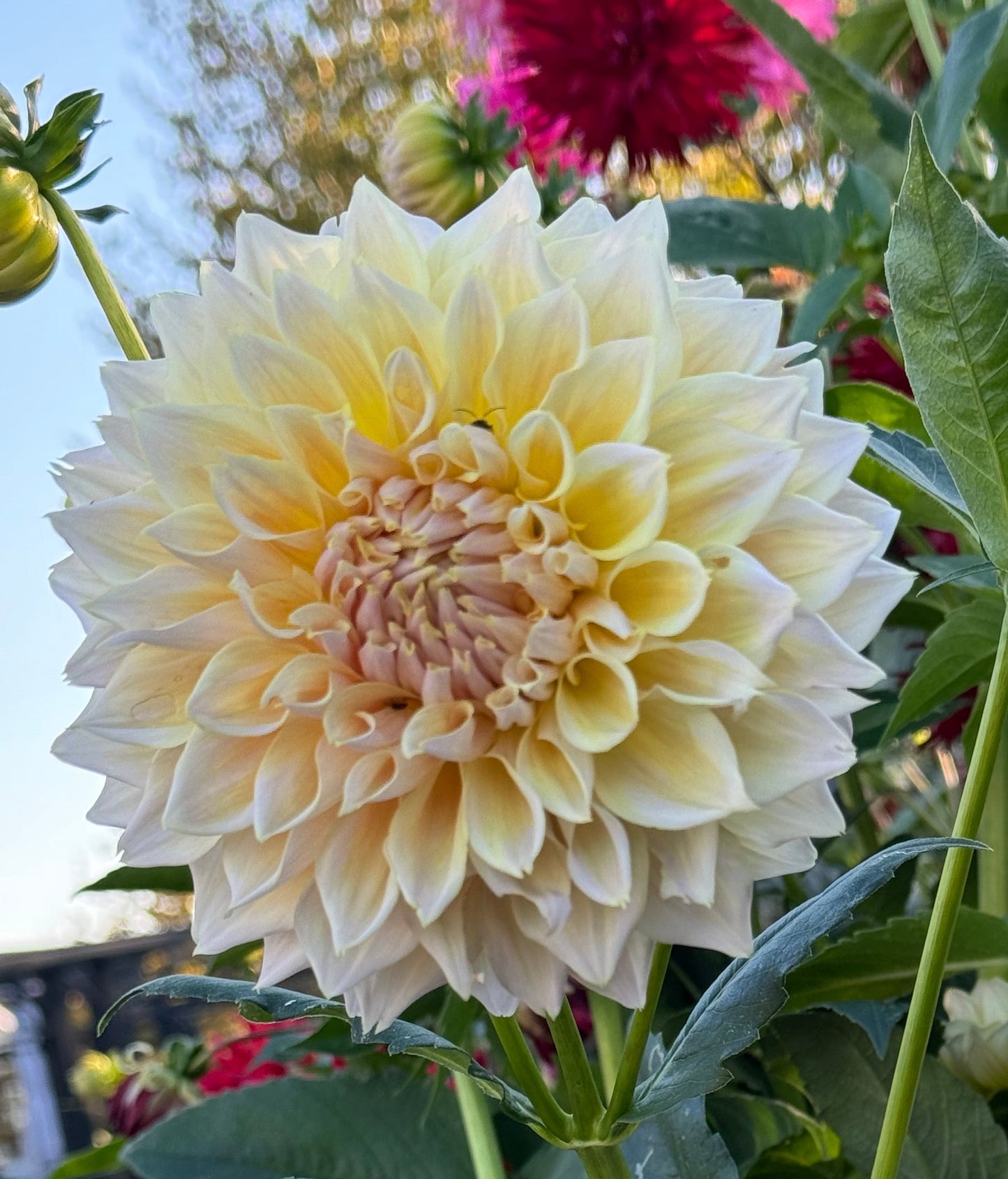 Westerton Lillian Dahlia