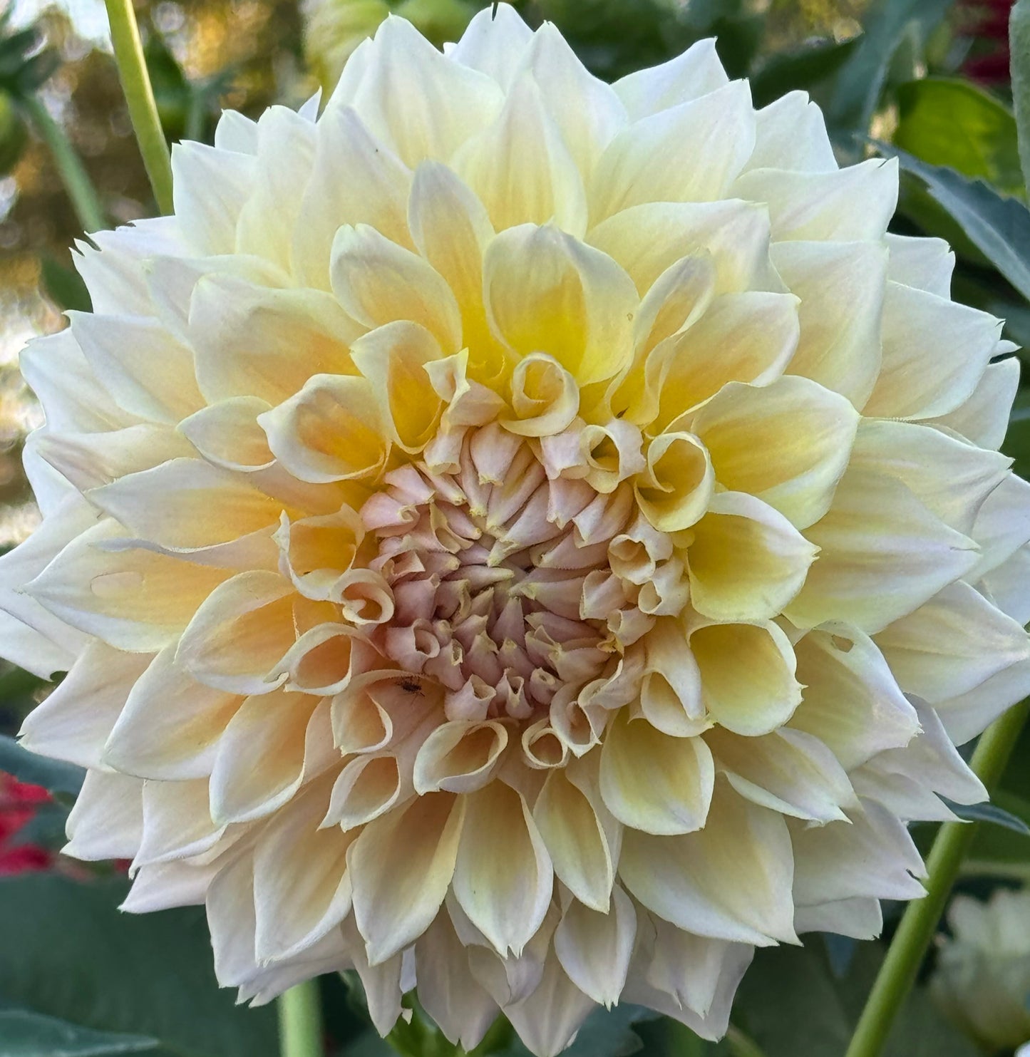 Westerton Lillian Dahlia