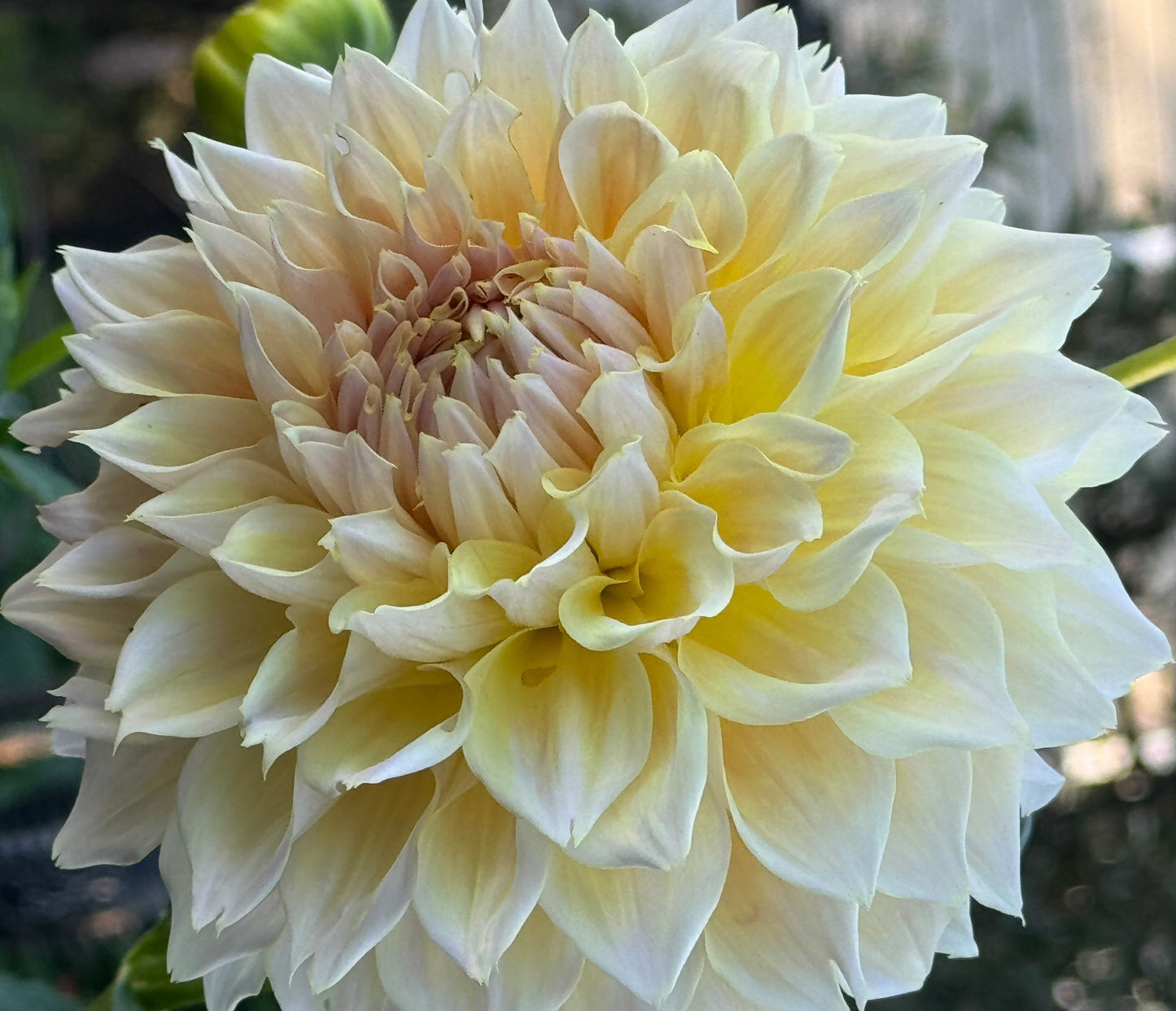 Westerton Lillian Dahlia