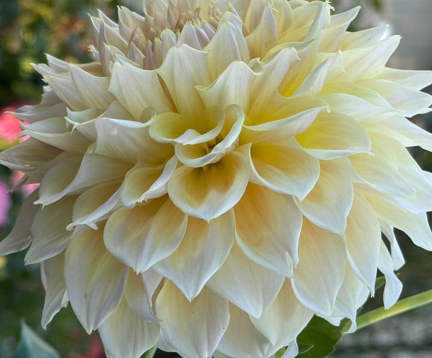 Westerton Lillian Dahlia