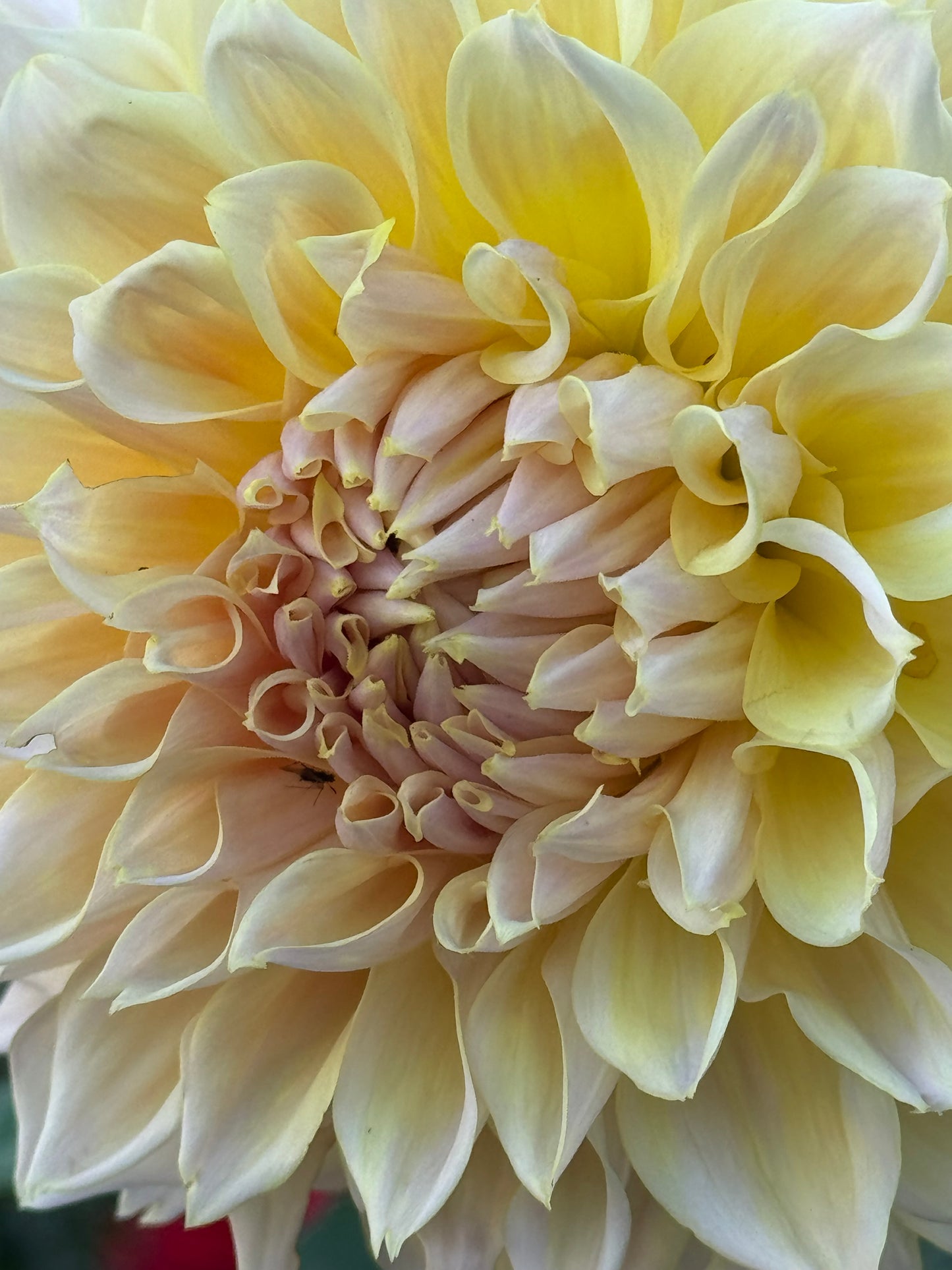 Westerton Lillian Dahlia