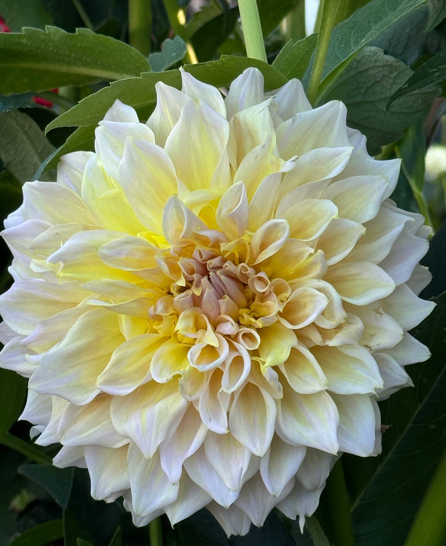 Westerton Lillian Dahlia