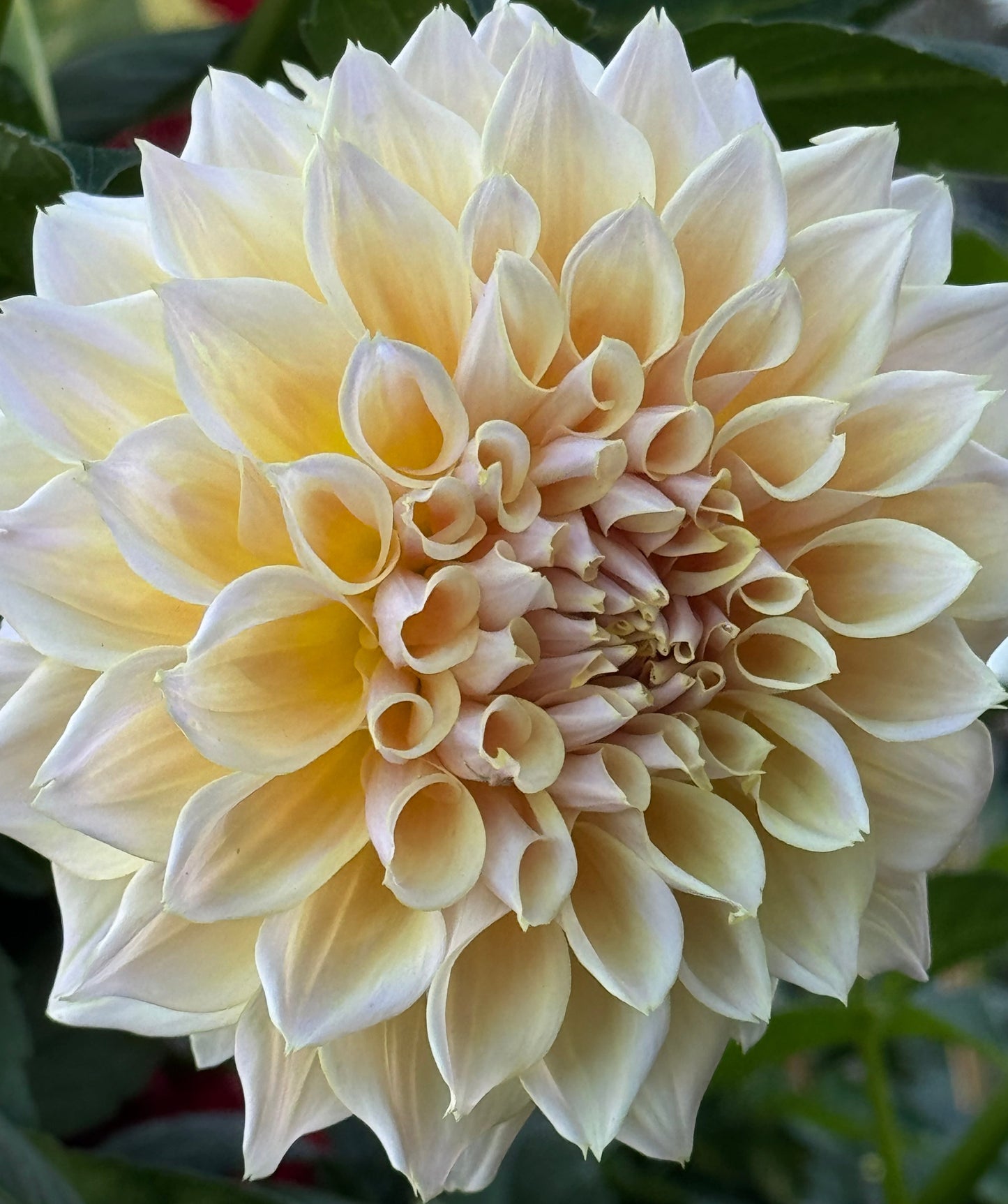 Westerton Lillian Dahlia