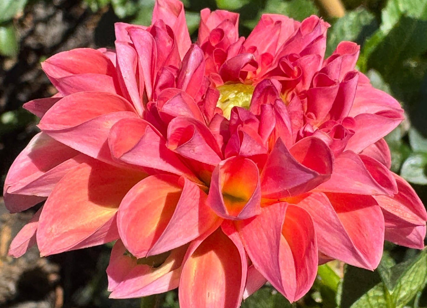 Sebastian Dahlia