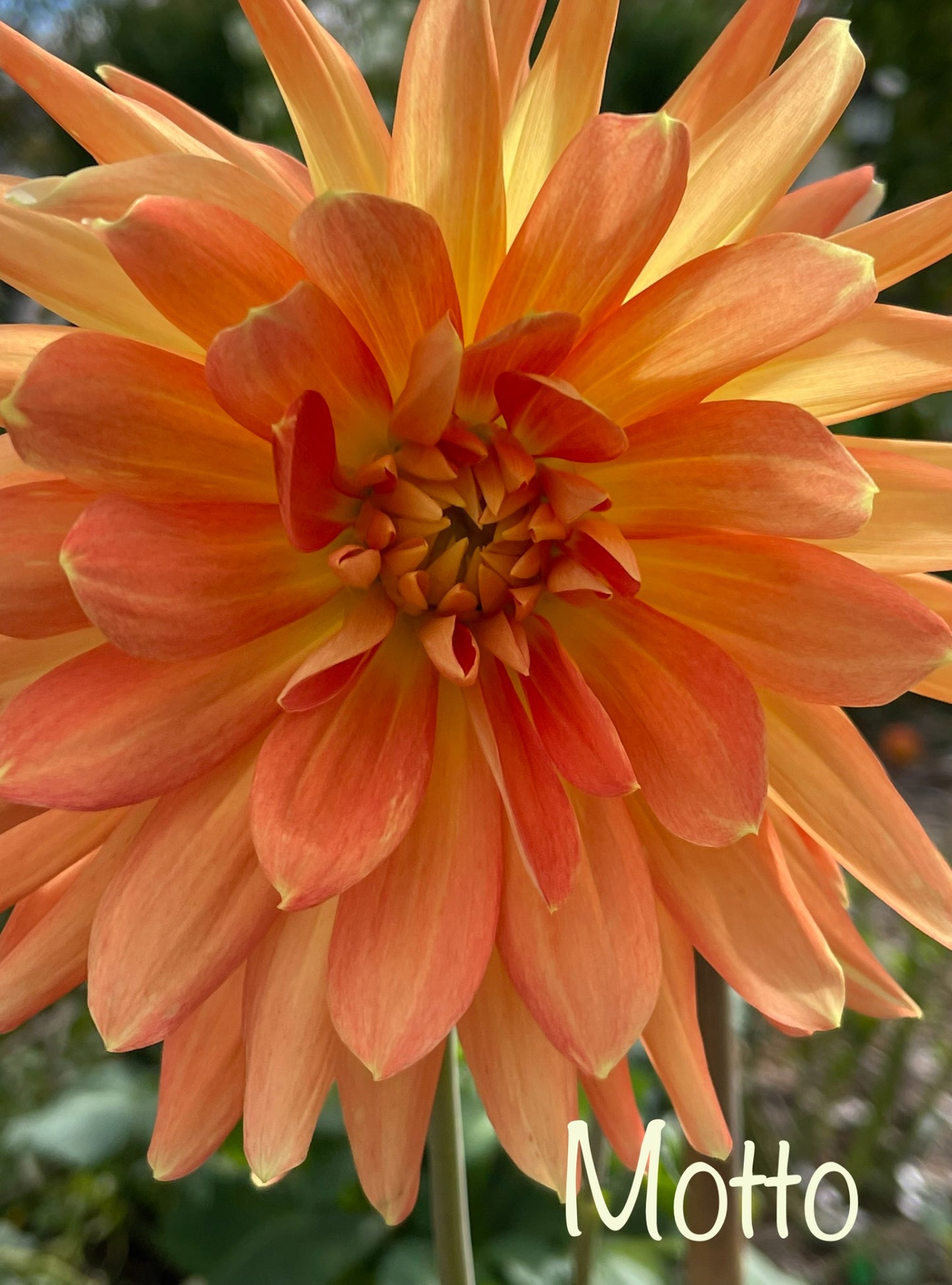 Motto Dahlia