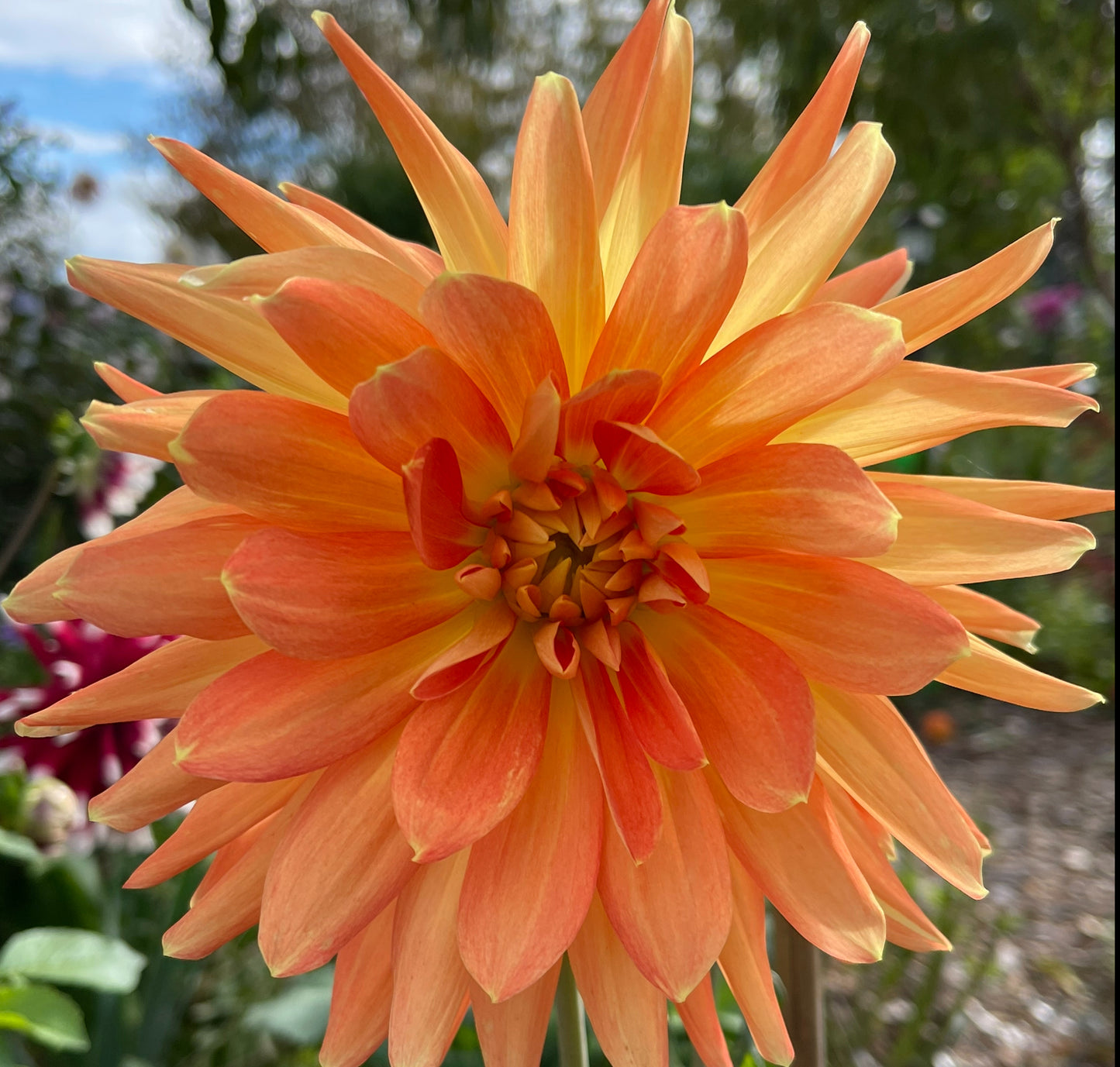 Motto Dahlia