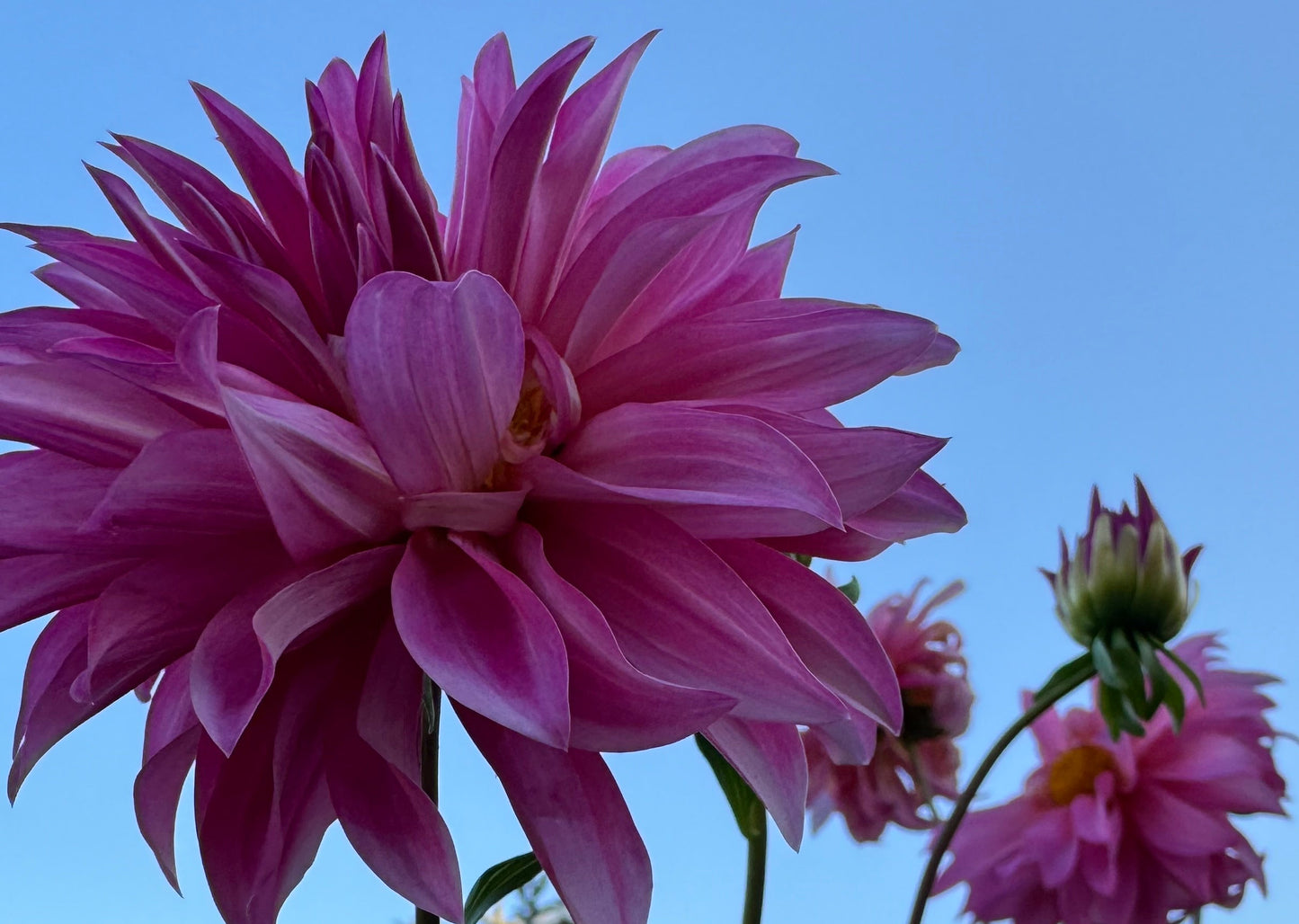 Bloomquist Frill Dahlia