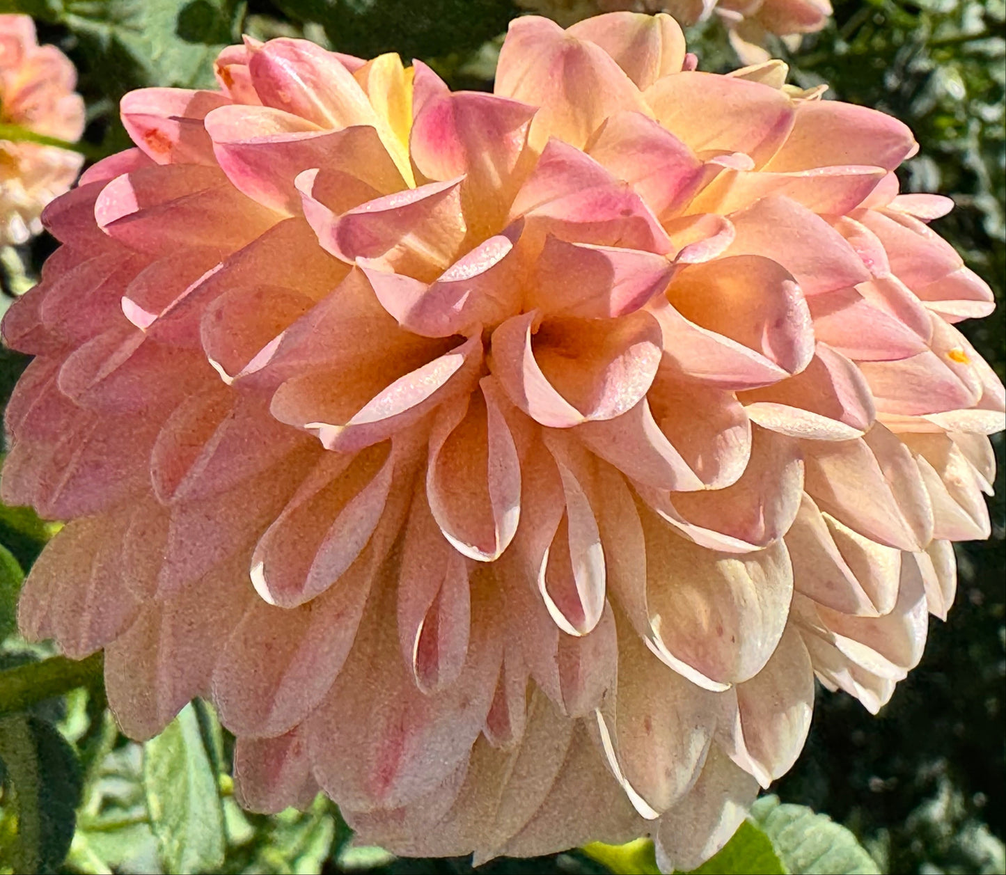 L.A.T.A. Dahlia